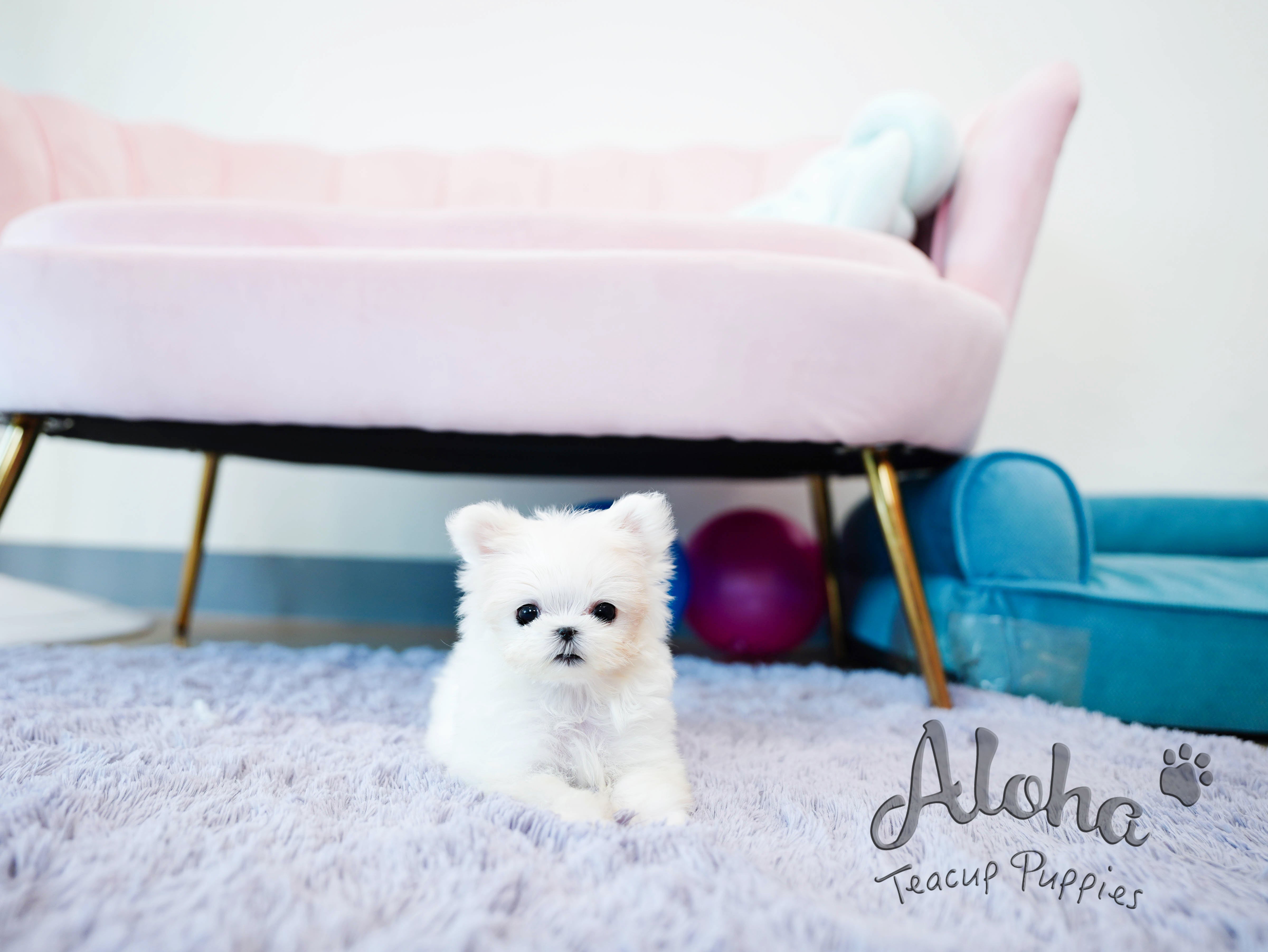 Momo [TEACUP MALTESE]