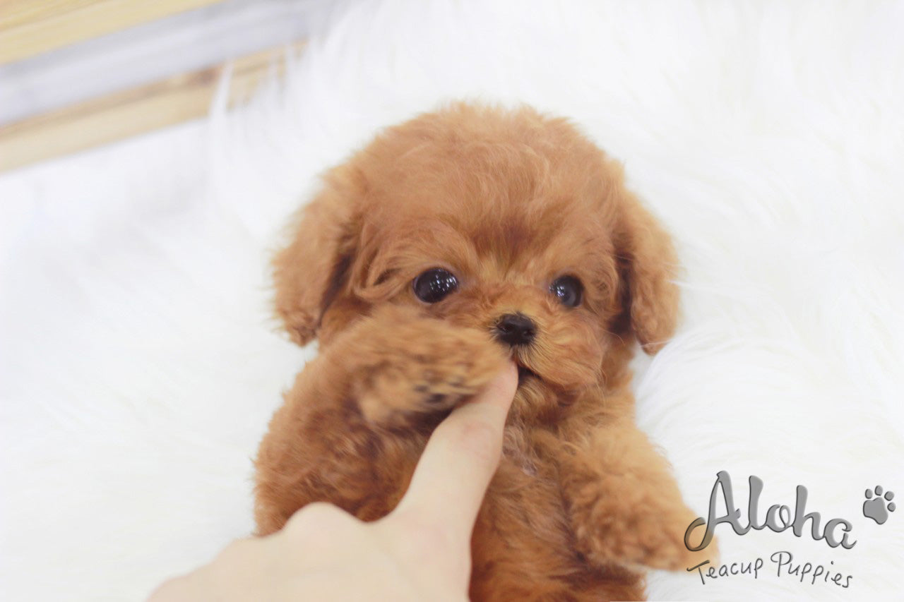 Vendido a Lorraine, Champ [POODLE DE BOLSILLO]