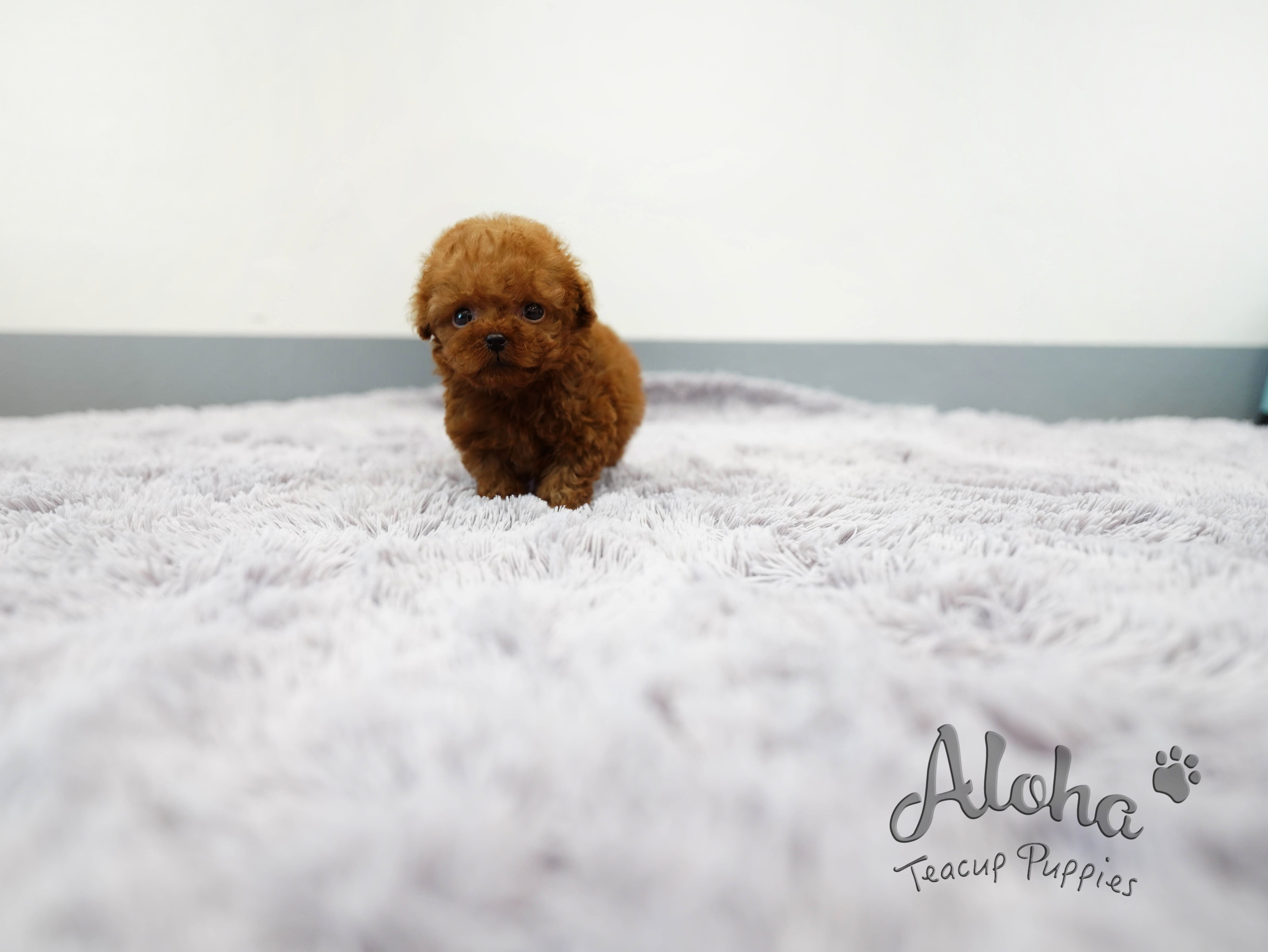 Teddy [TEACUP POODLE]
