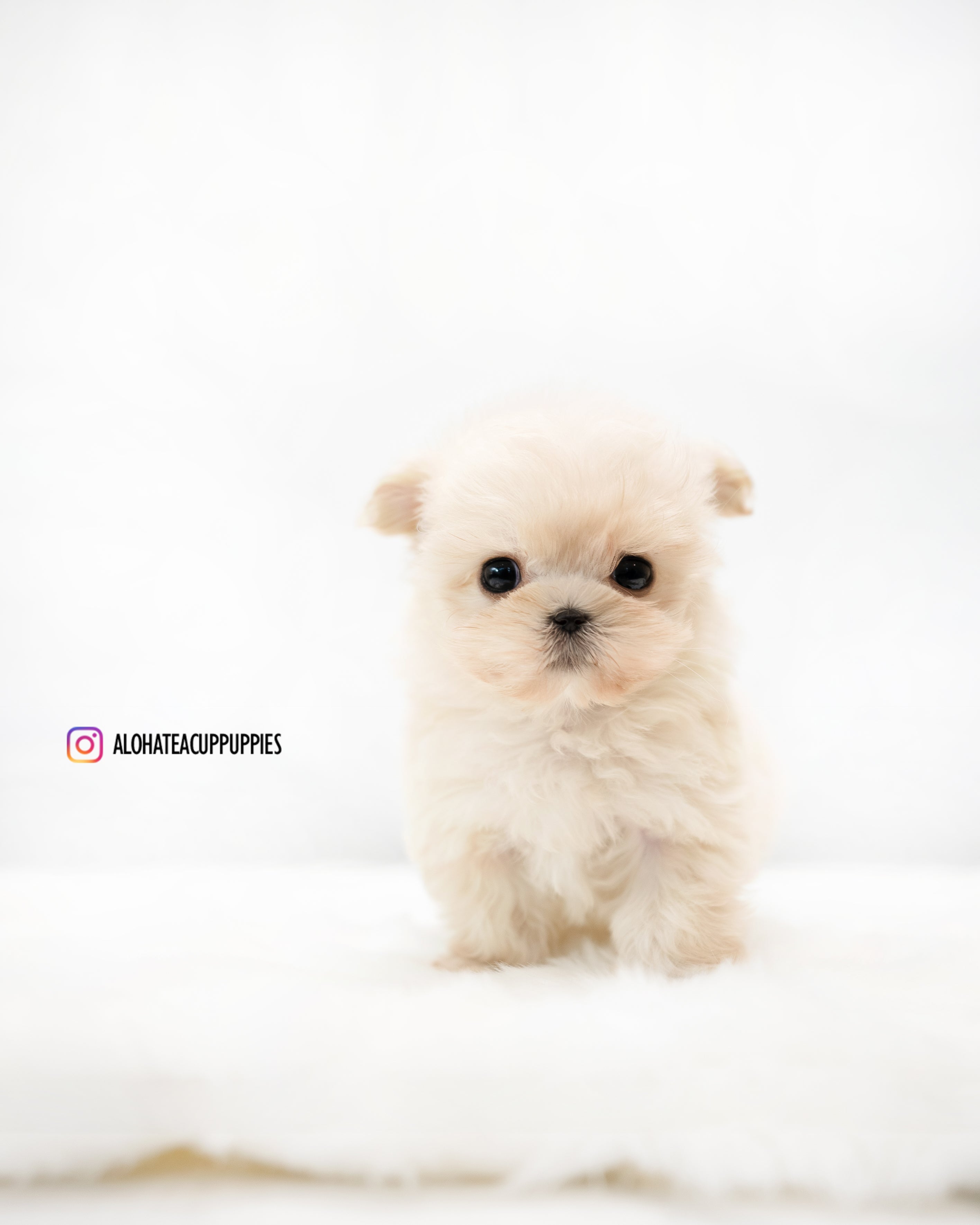 Ruby [TEACUP MALTIPOO]