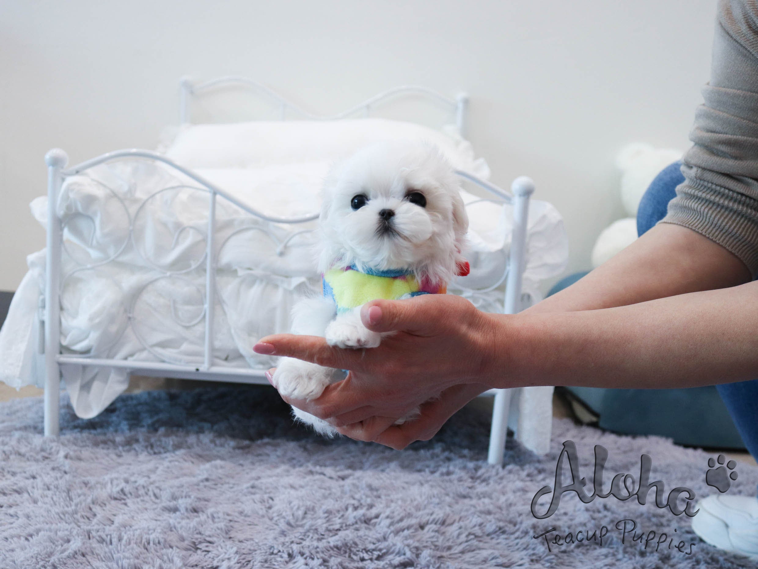 Levi [TEACUP MALTESE]