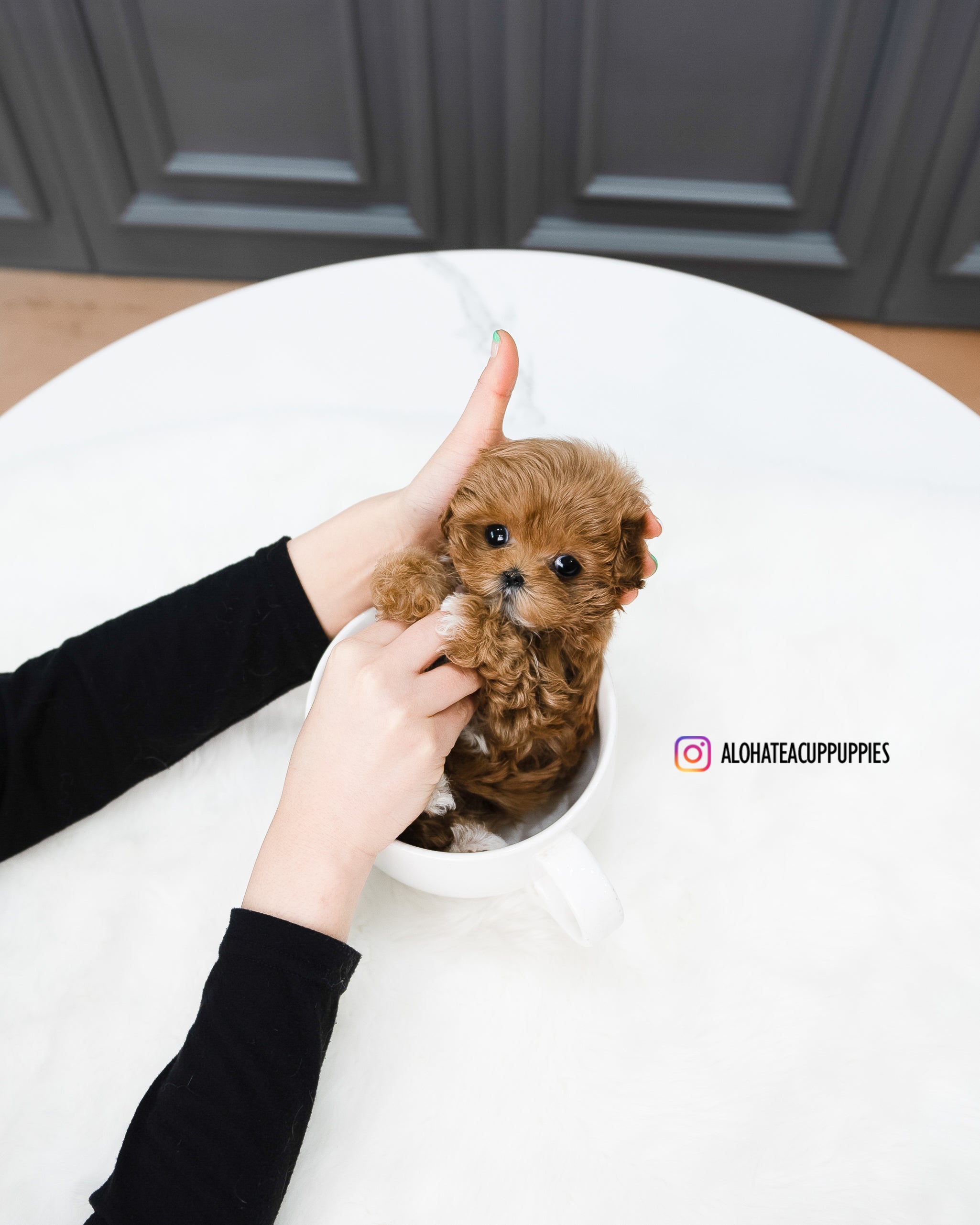 Nicol [TEACUP MALTIPOO]