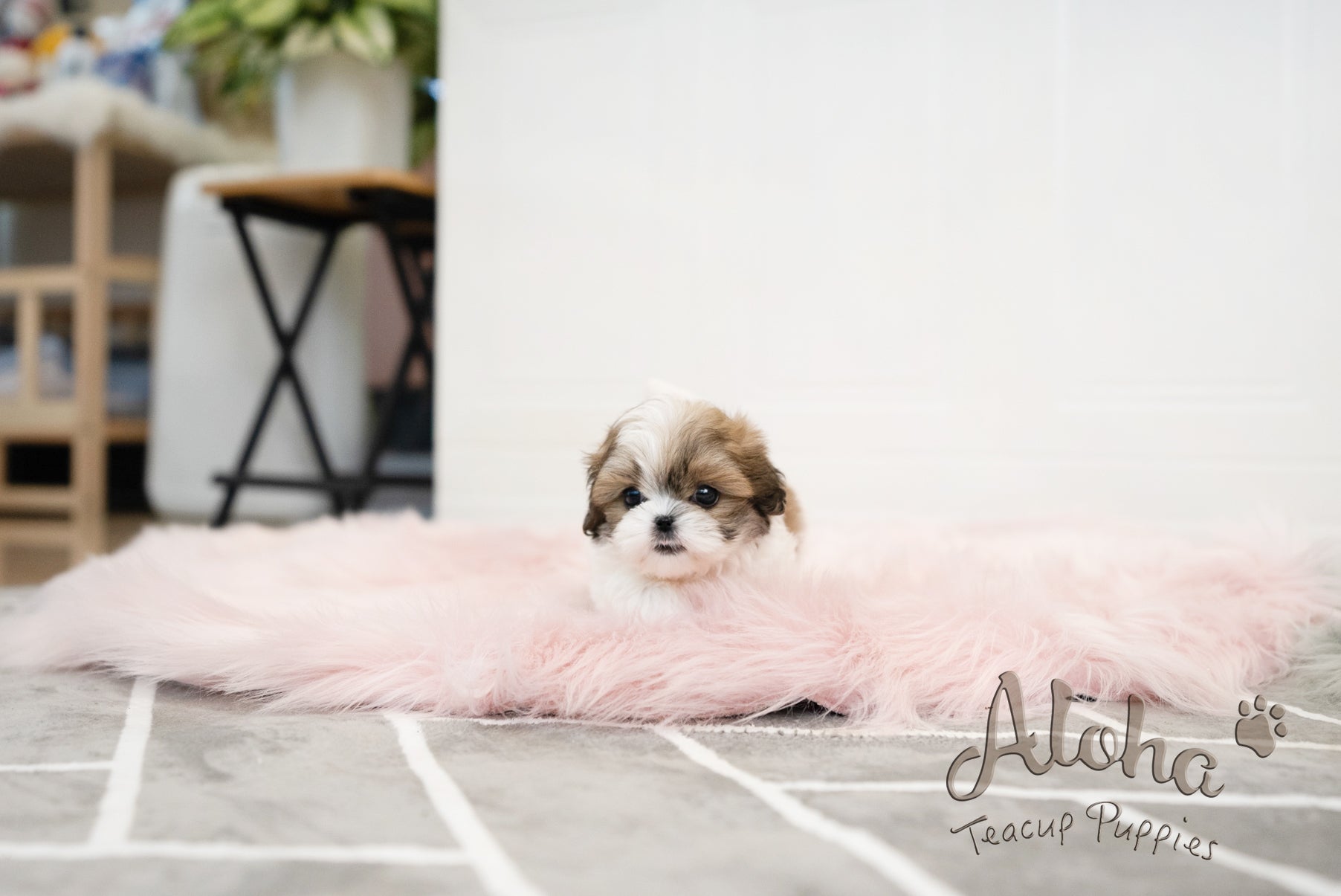 Jarry [TEACUP MALTIPOO]