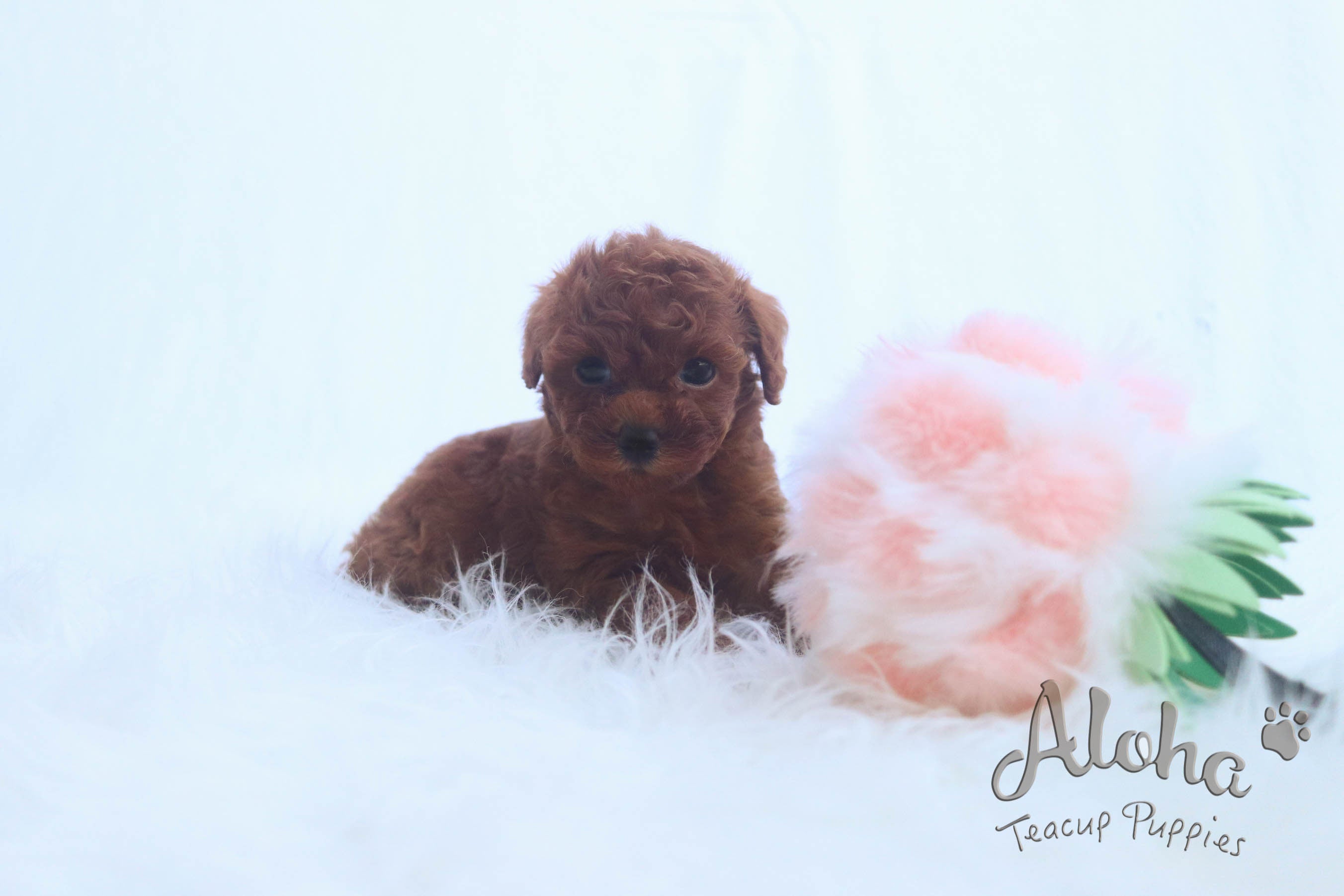 Sold to Xiao, BUDDY [Poodle]