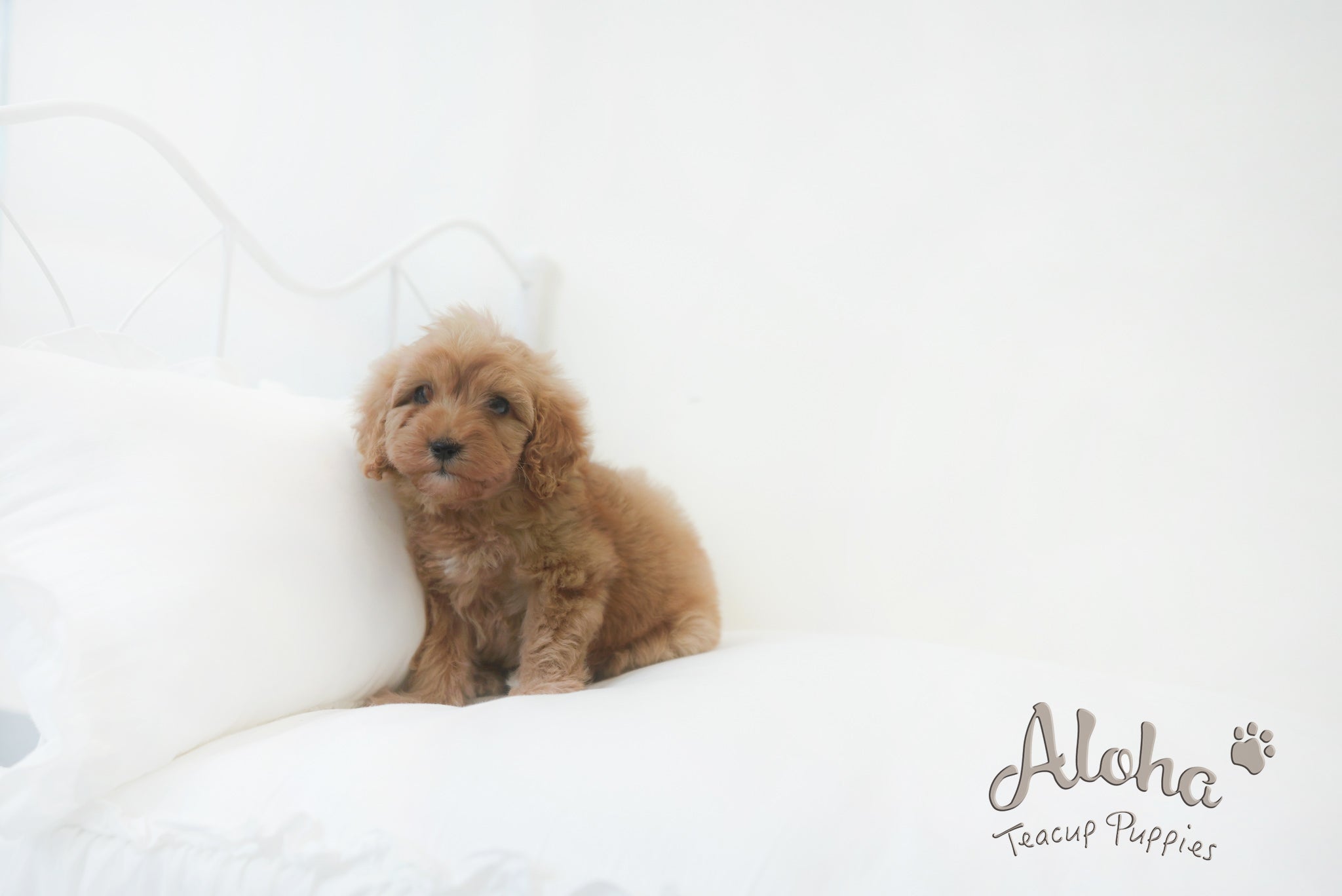 Harry [Mini golden doodle]