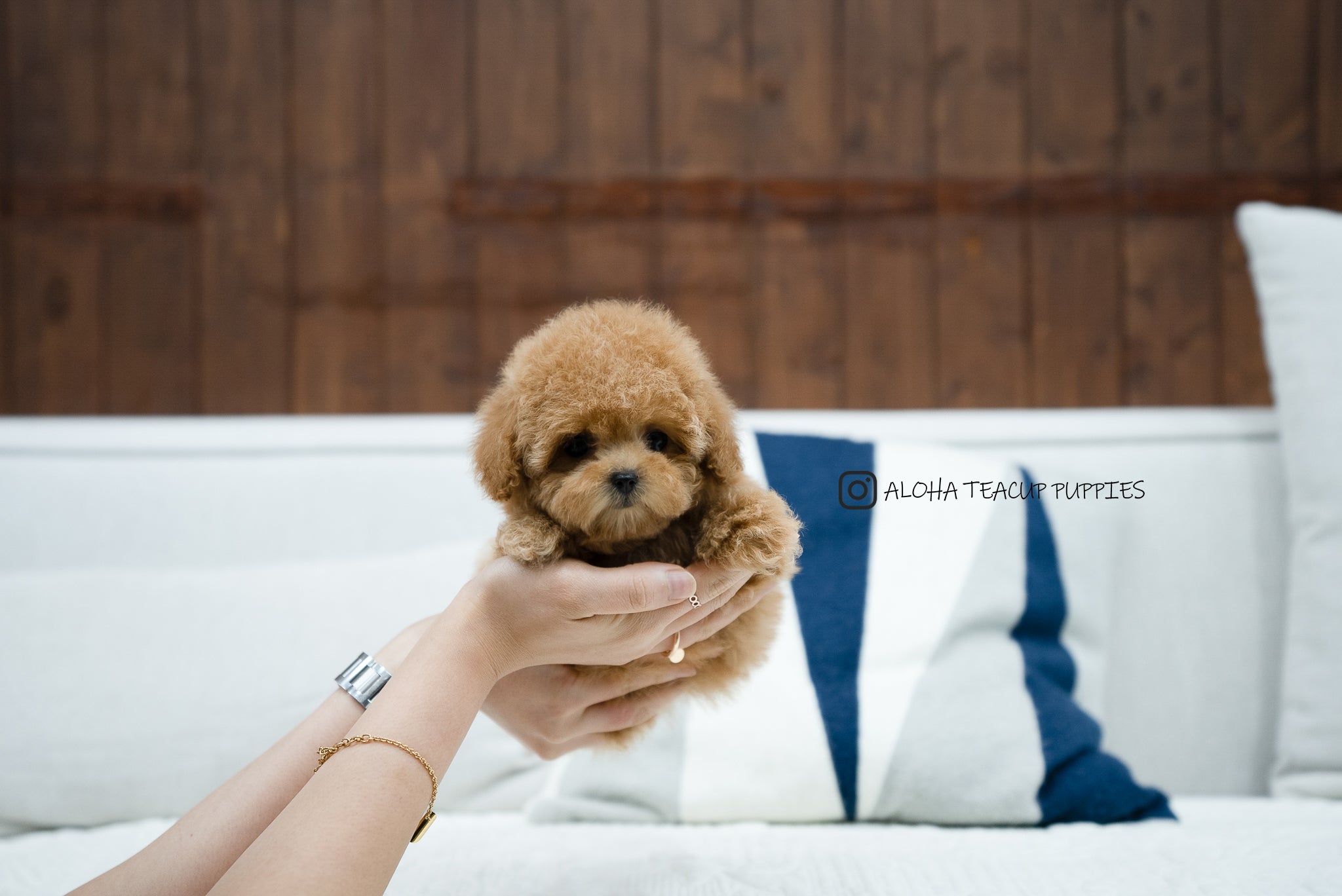 Kyna [TEACUP POODLE]