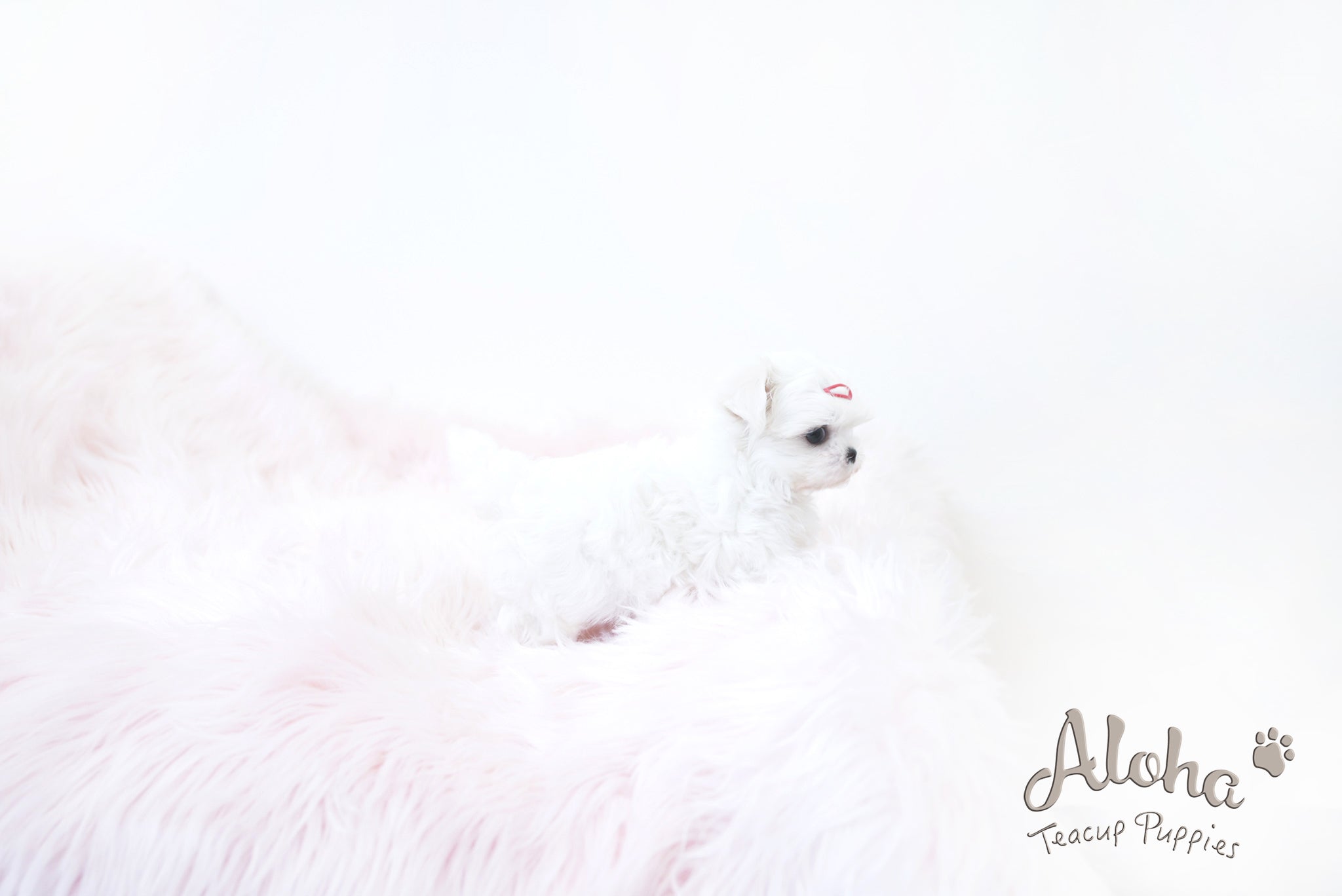 MARY [TEACUP MALTESE]