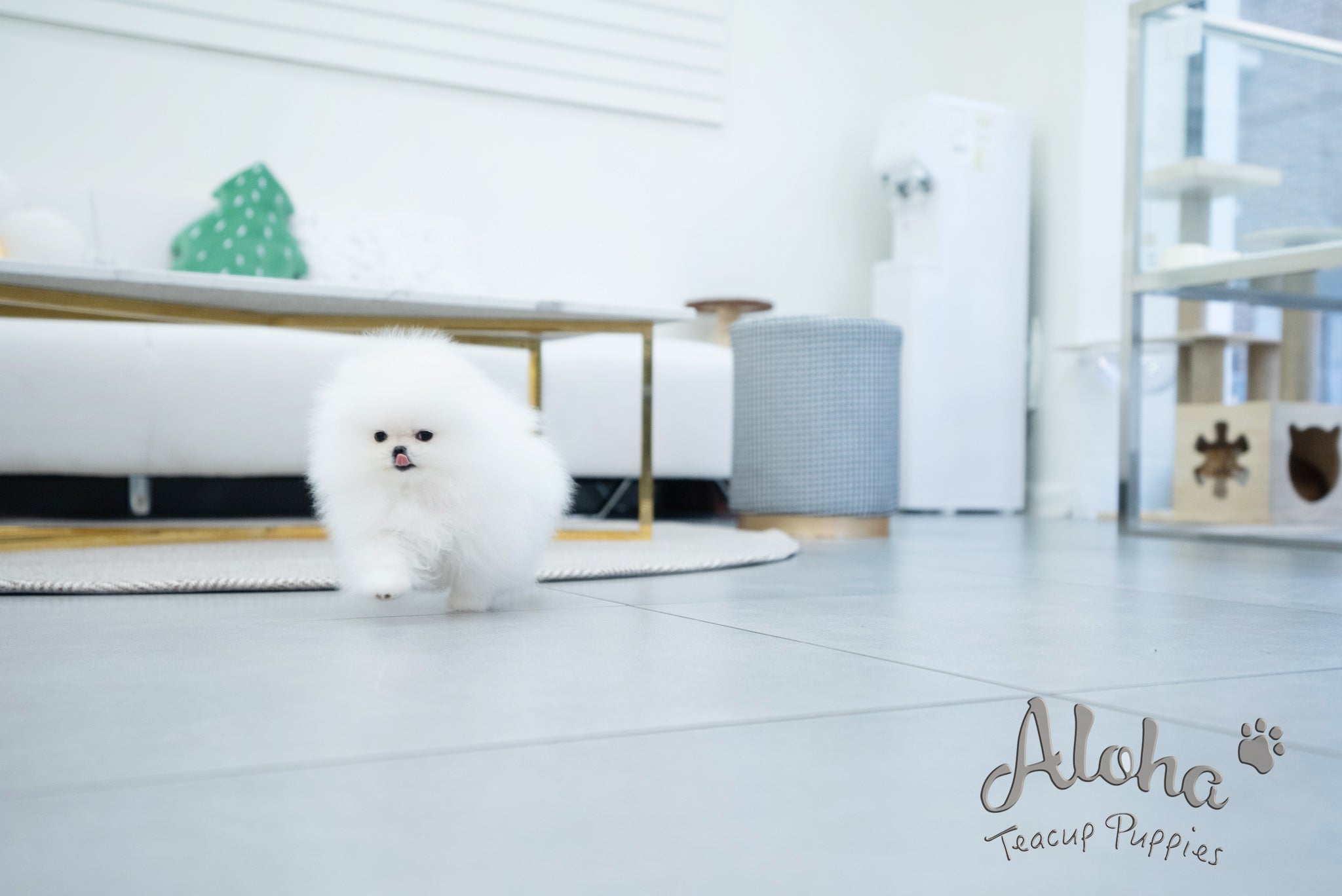 Annabel [TEACUP POMERANIAN]