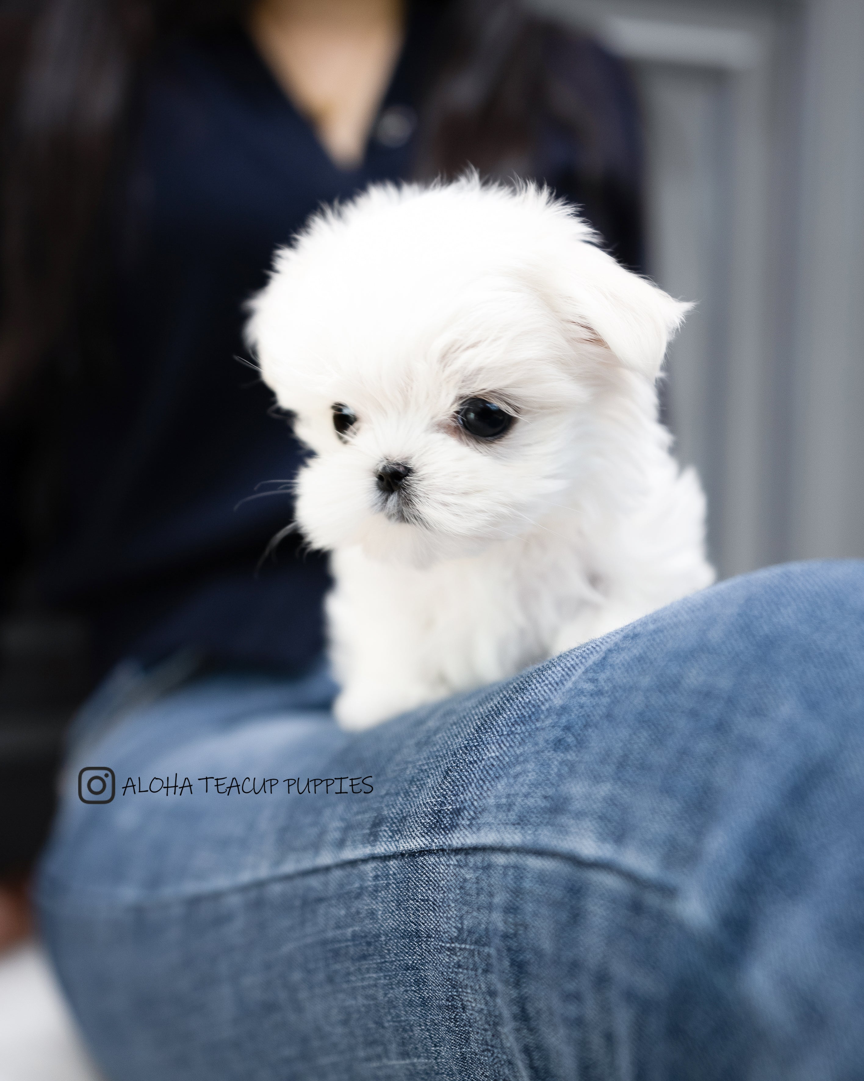 Cosima [TEACUP MALTESE]