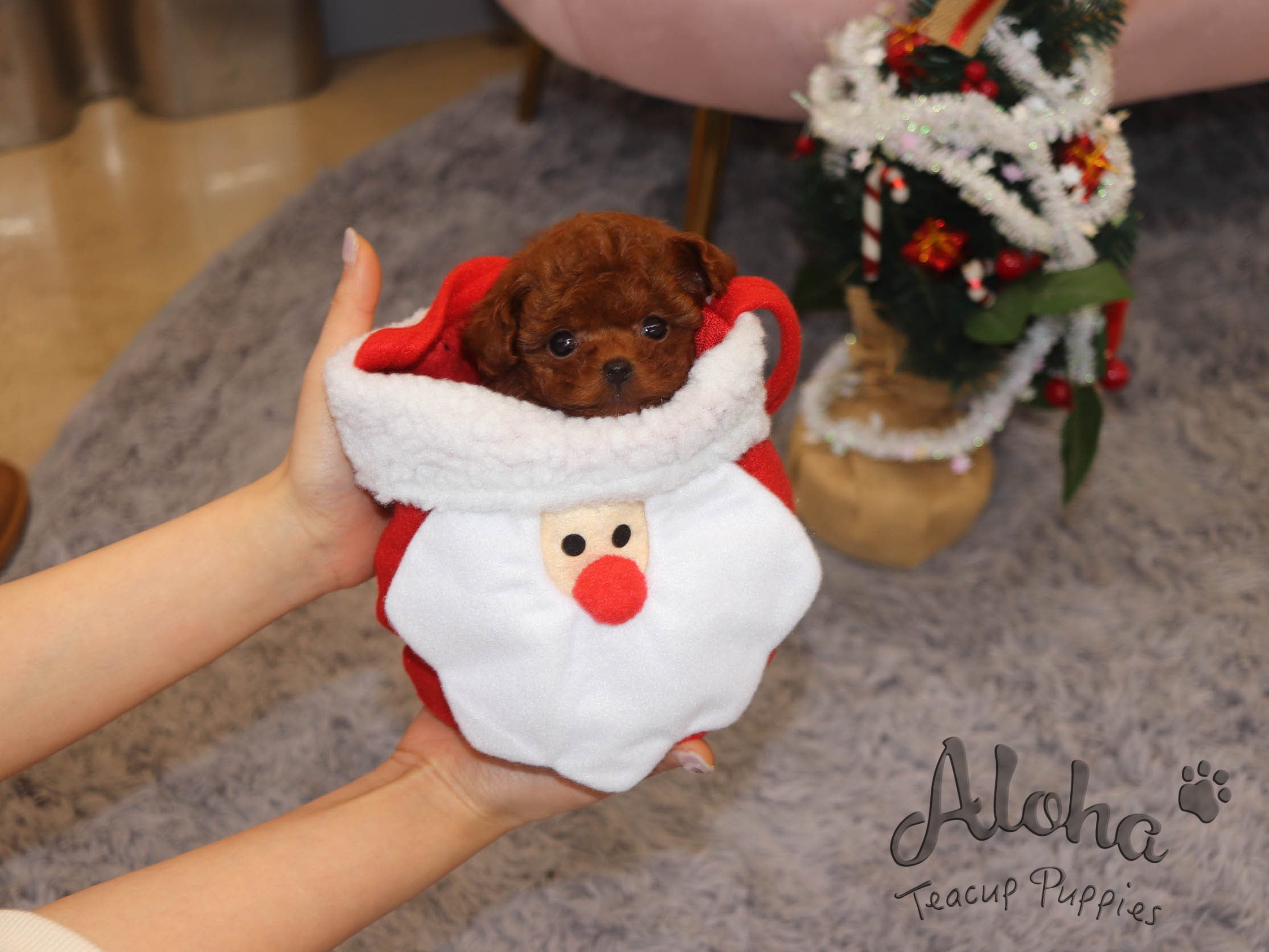 Teddy [TEACUP POODLE]