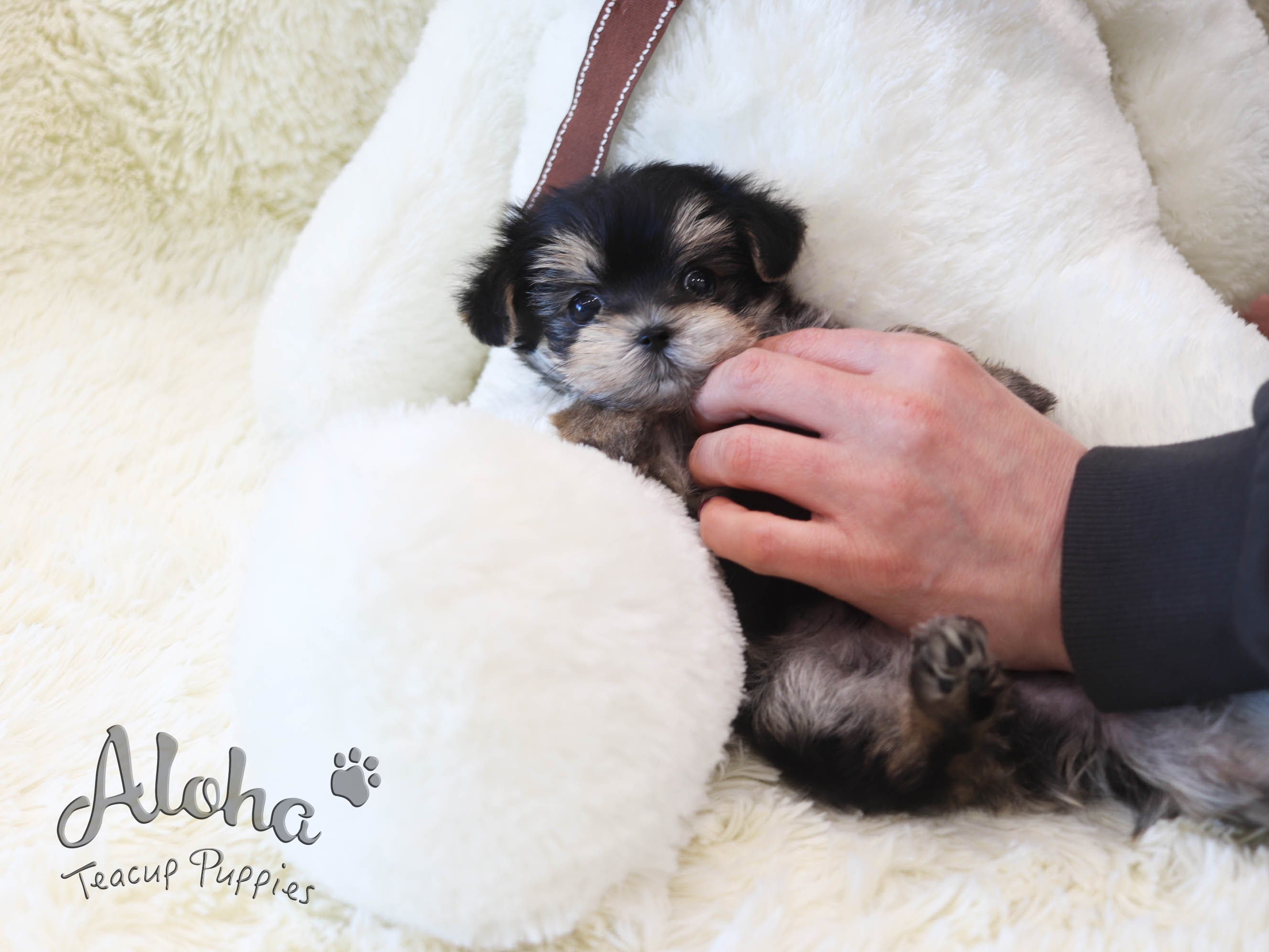Taco [TEACUP Morkie]