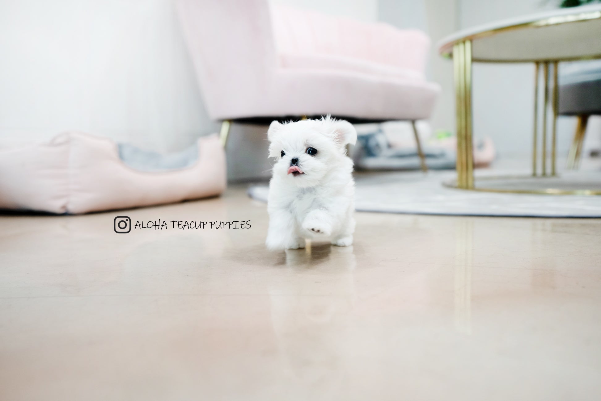 Owen [TEACUP MALTESE]