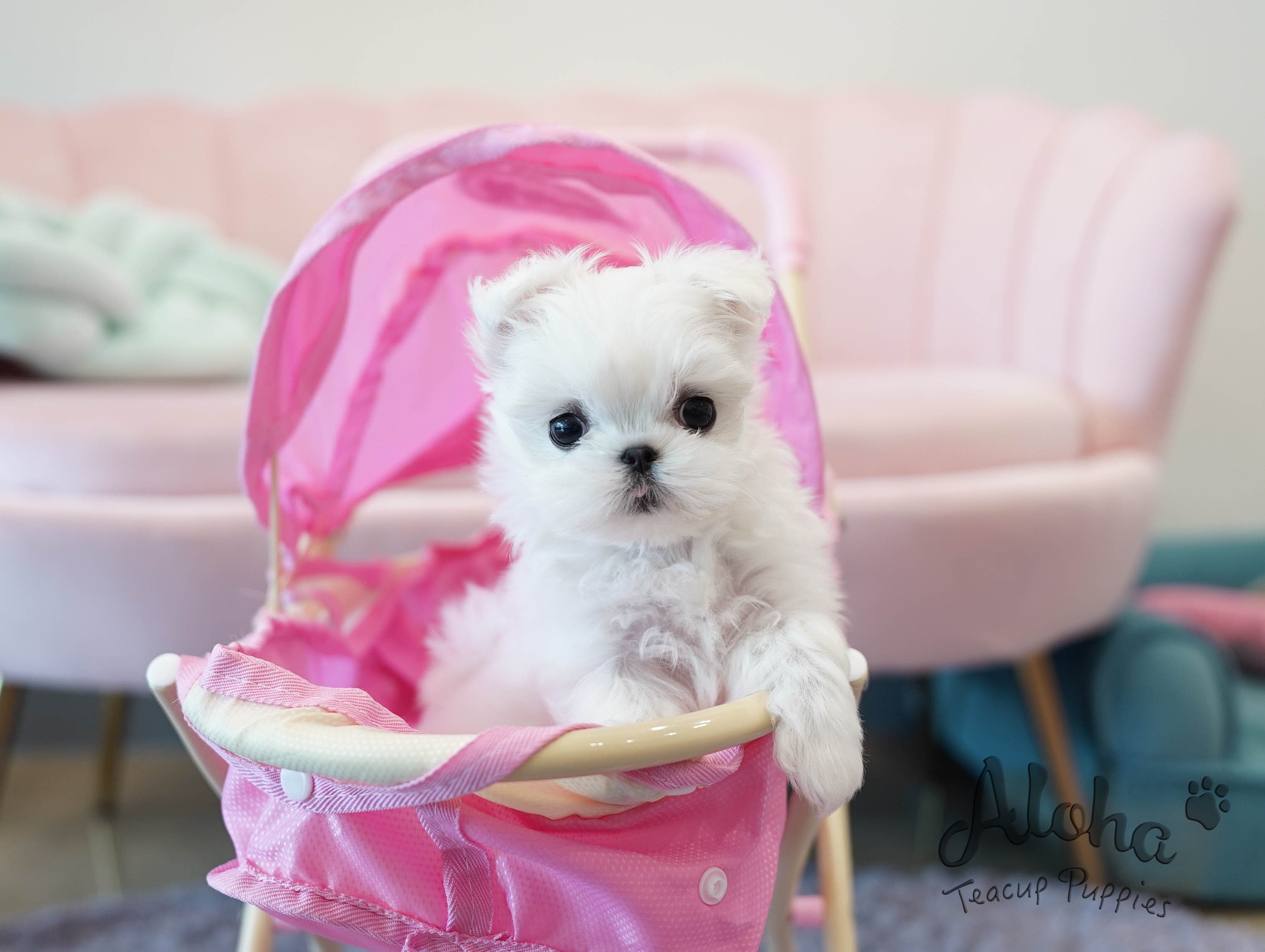 Celine [TEACUP MALTESE]