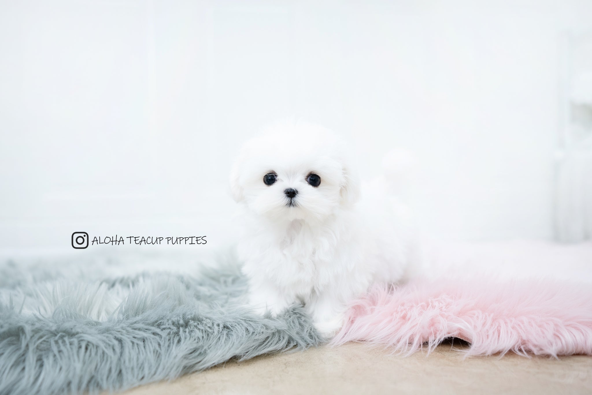 Frida [TEACUP MALTESE]