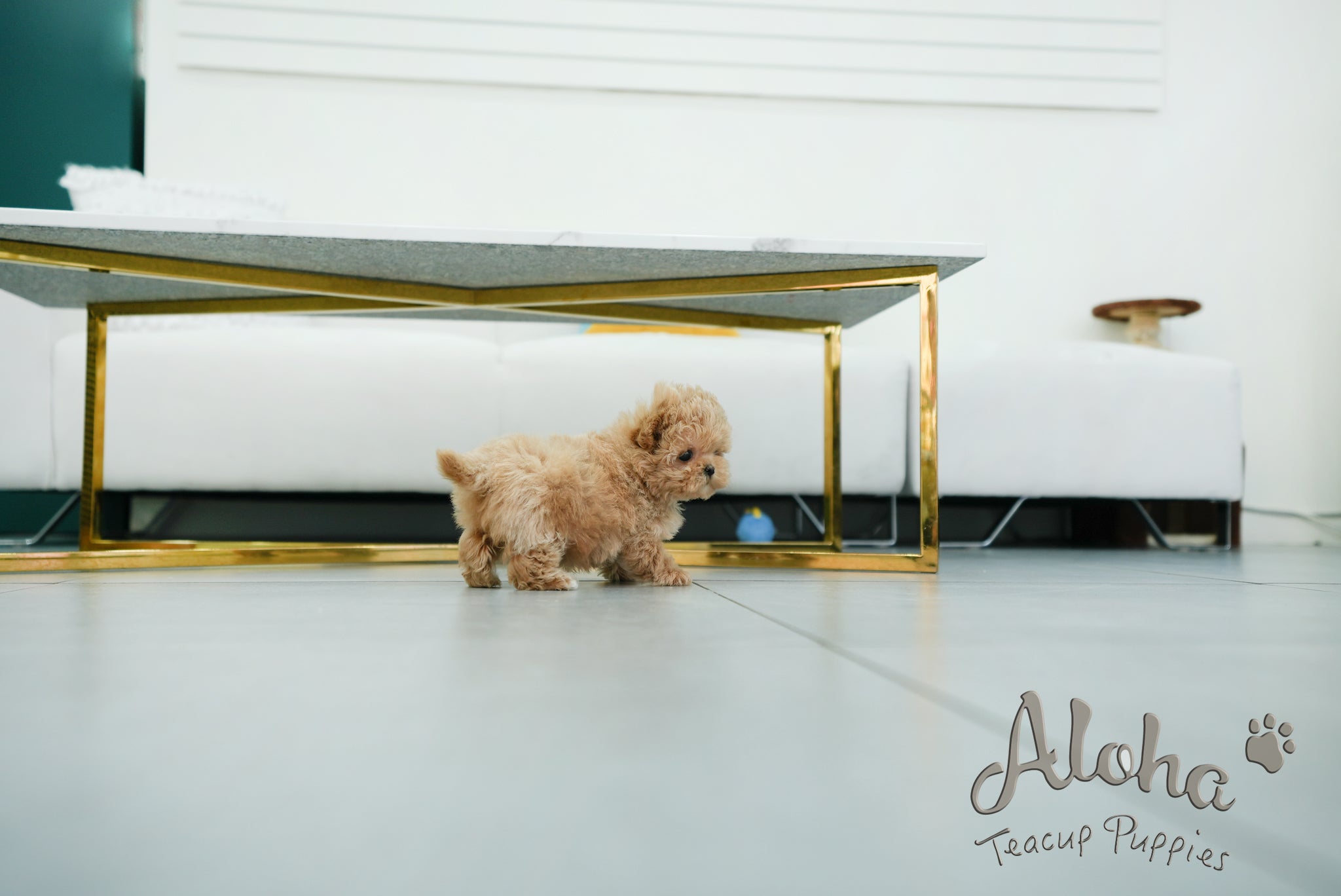 Margo [TEACUP MALTIPOO]