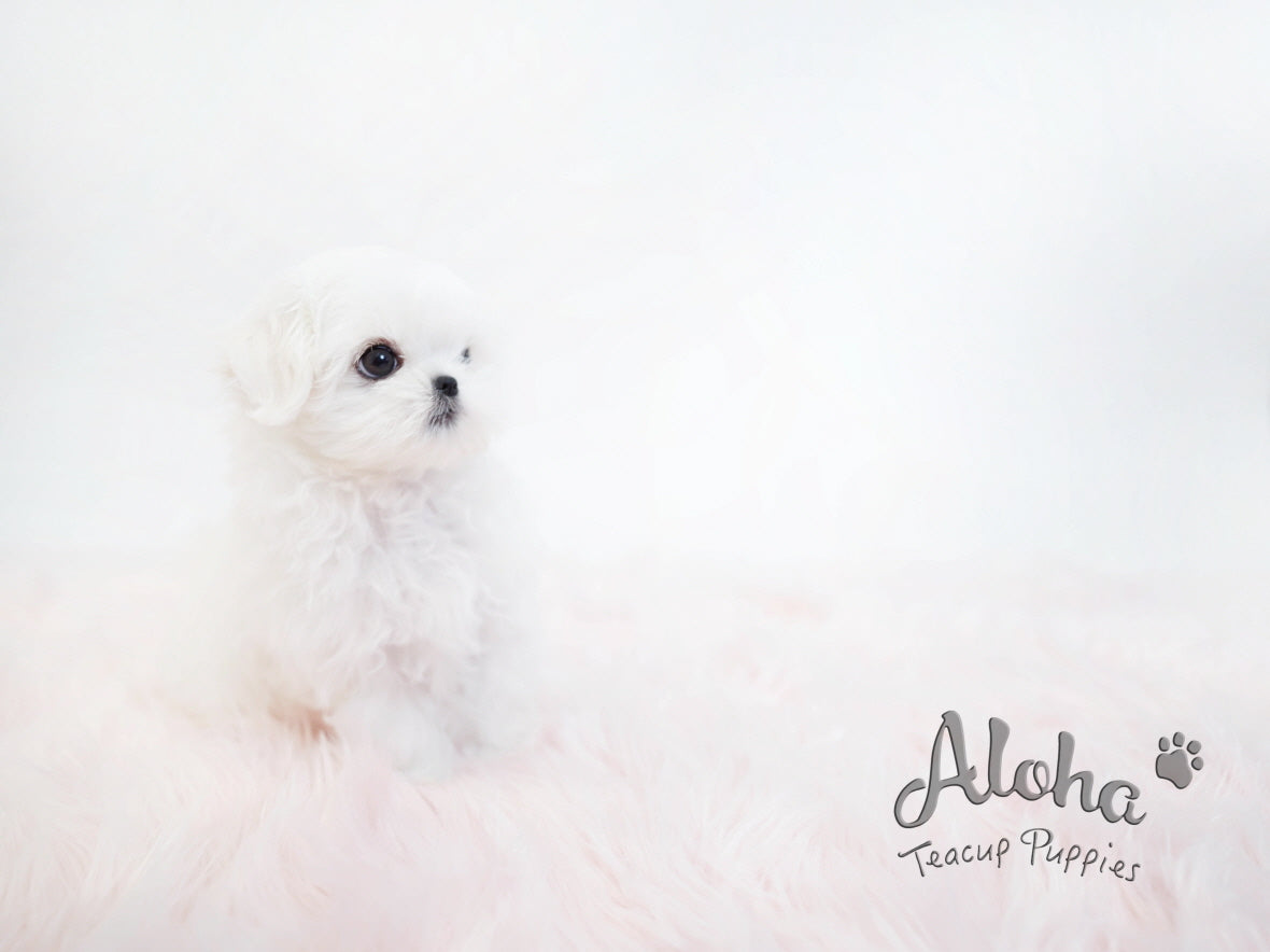STAR [TEACUP MALTESE]