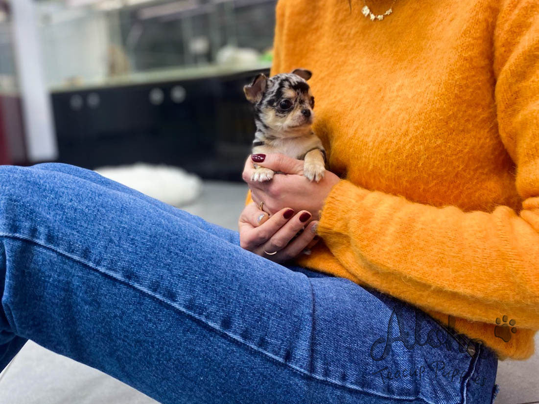 Aventador [TEACUP Chihuahua]
