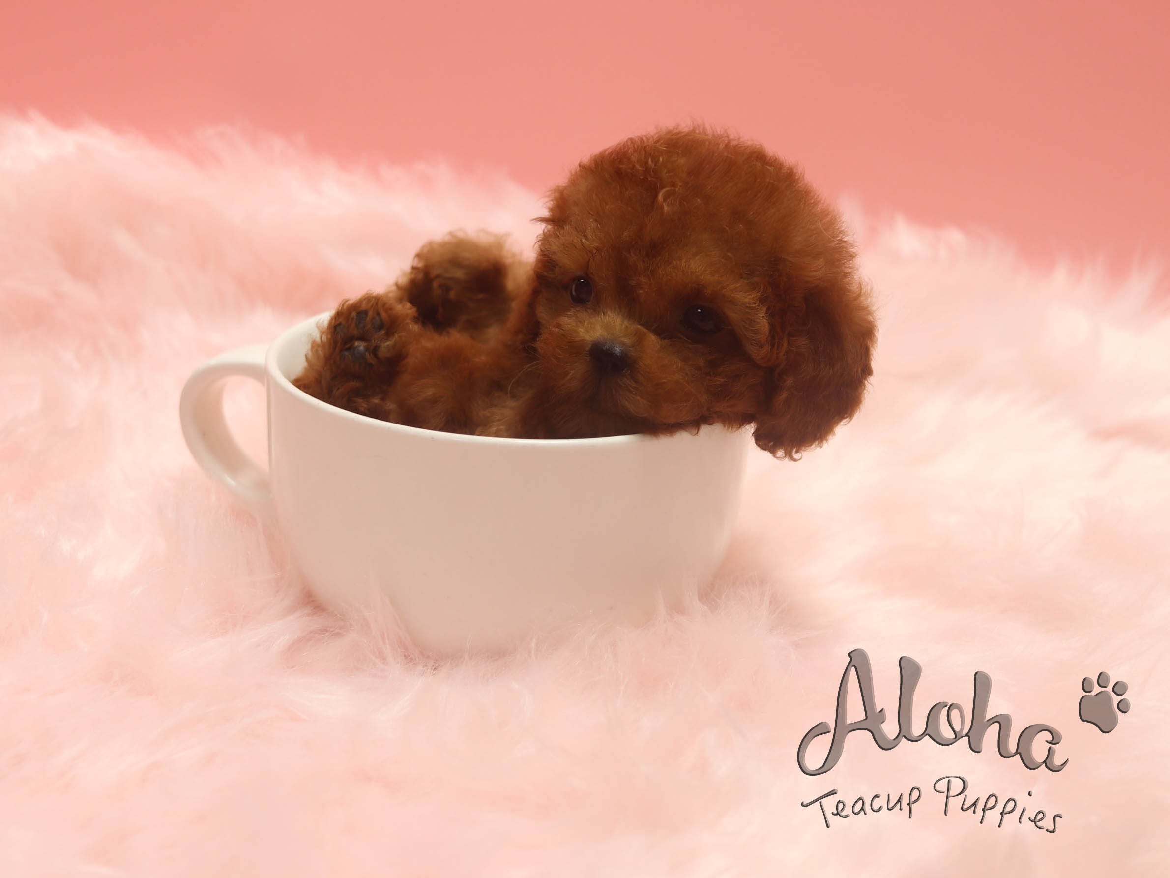 Kona [TEACUP POODLE]