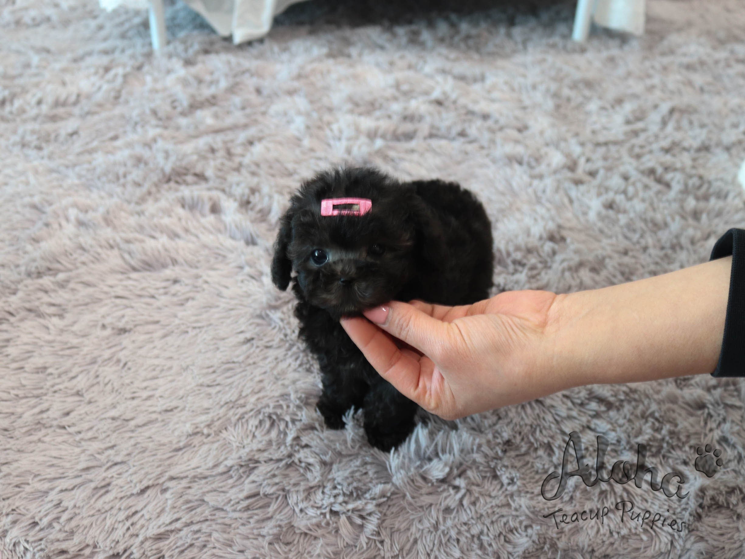 Bella [TEACUP POODLE]