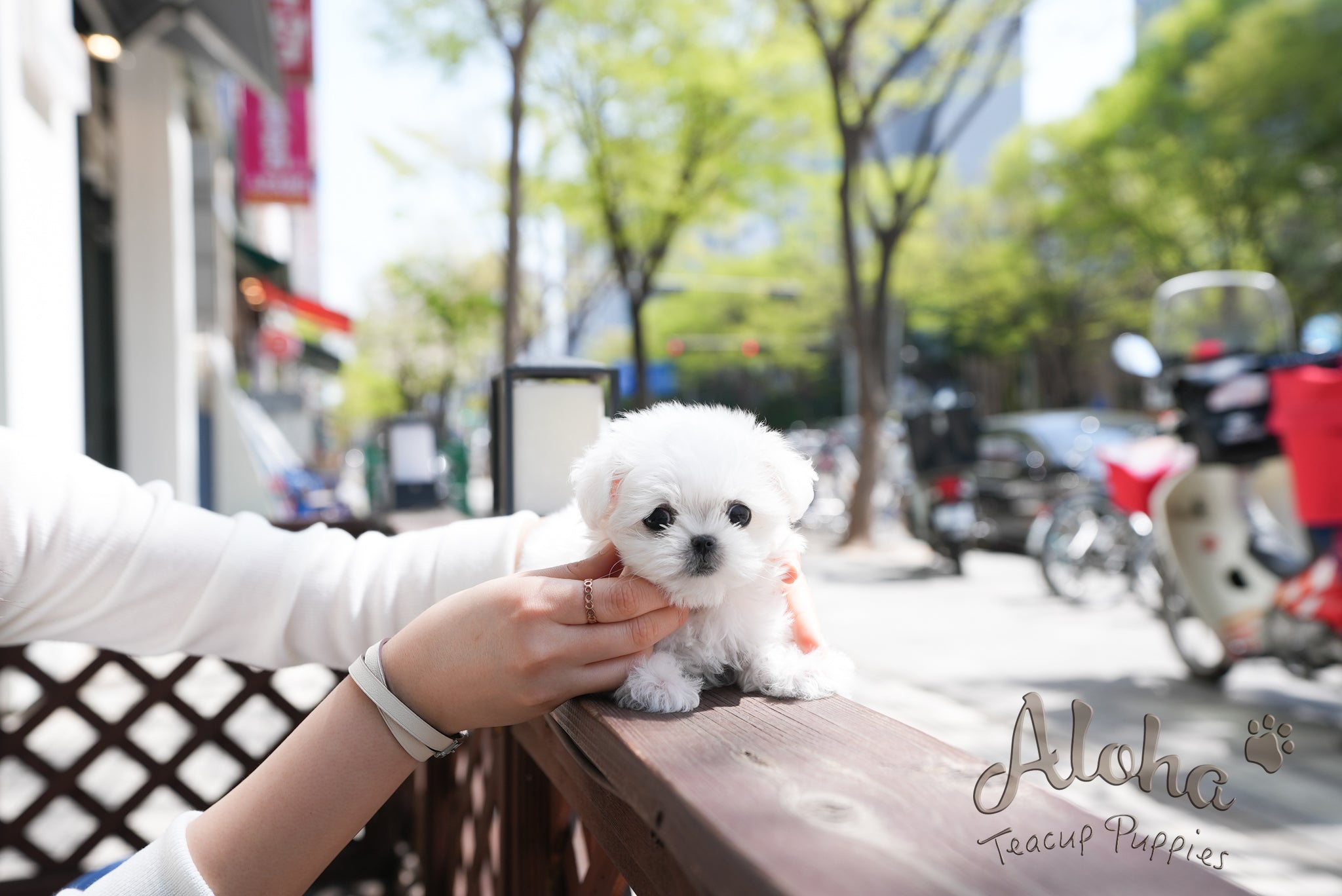 Daisy [TEACUP MALTESE]