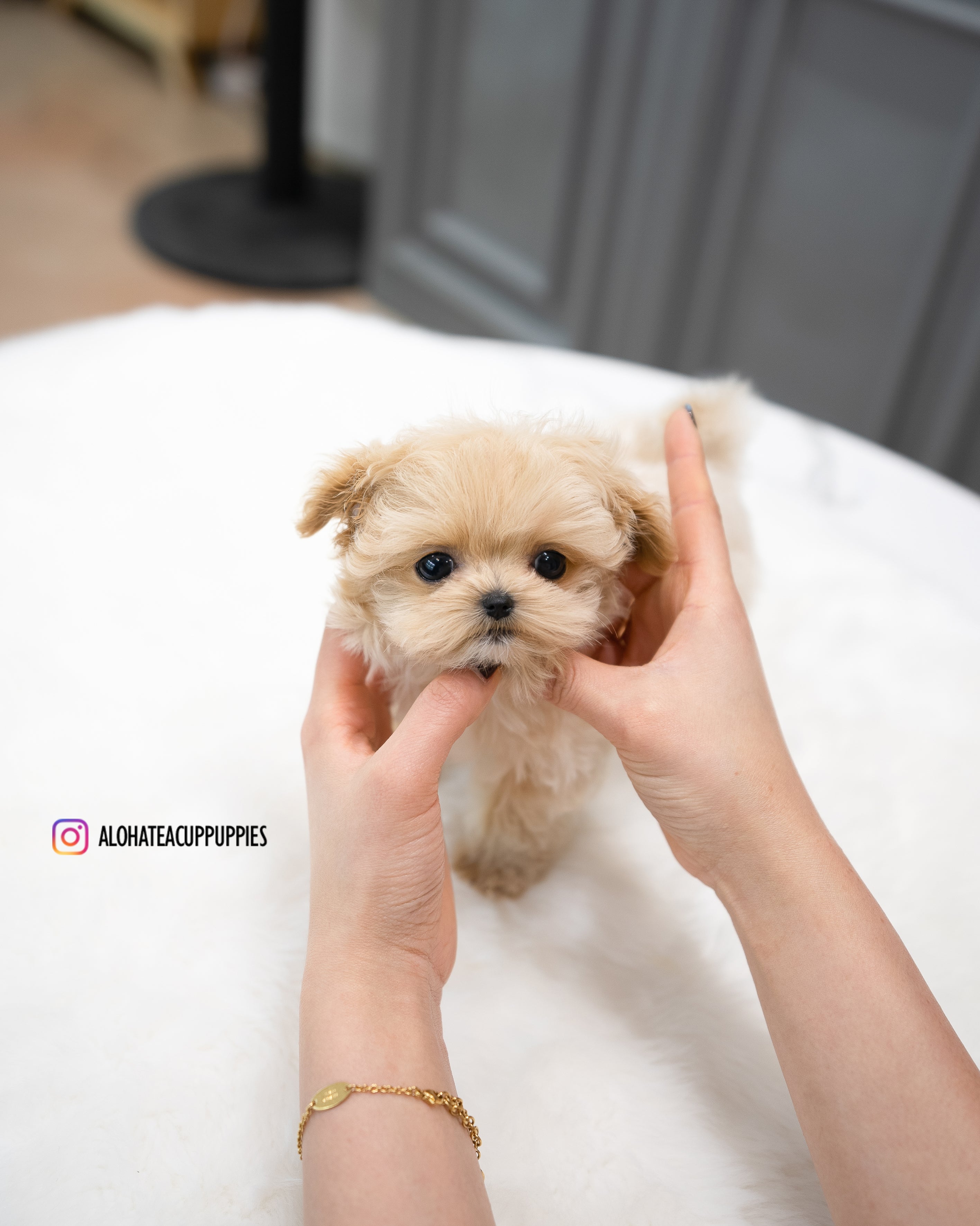 Sofia [TEACUP MALTIPOO]