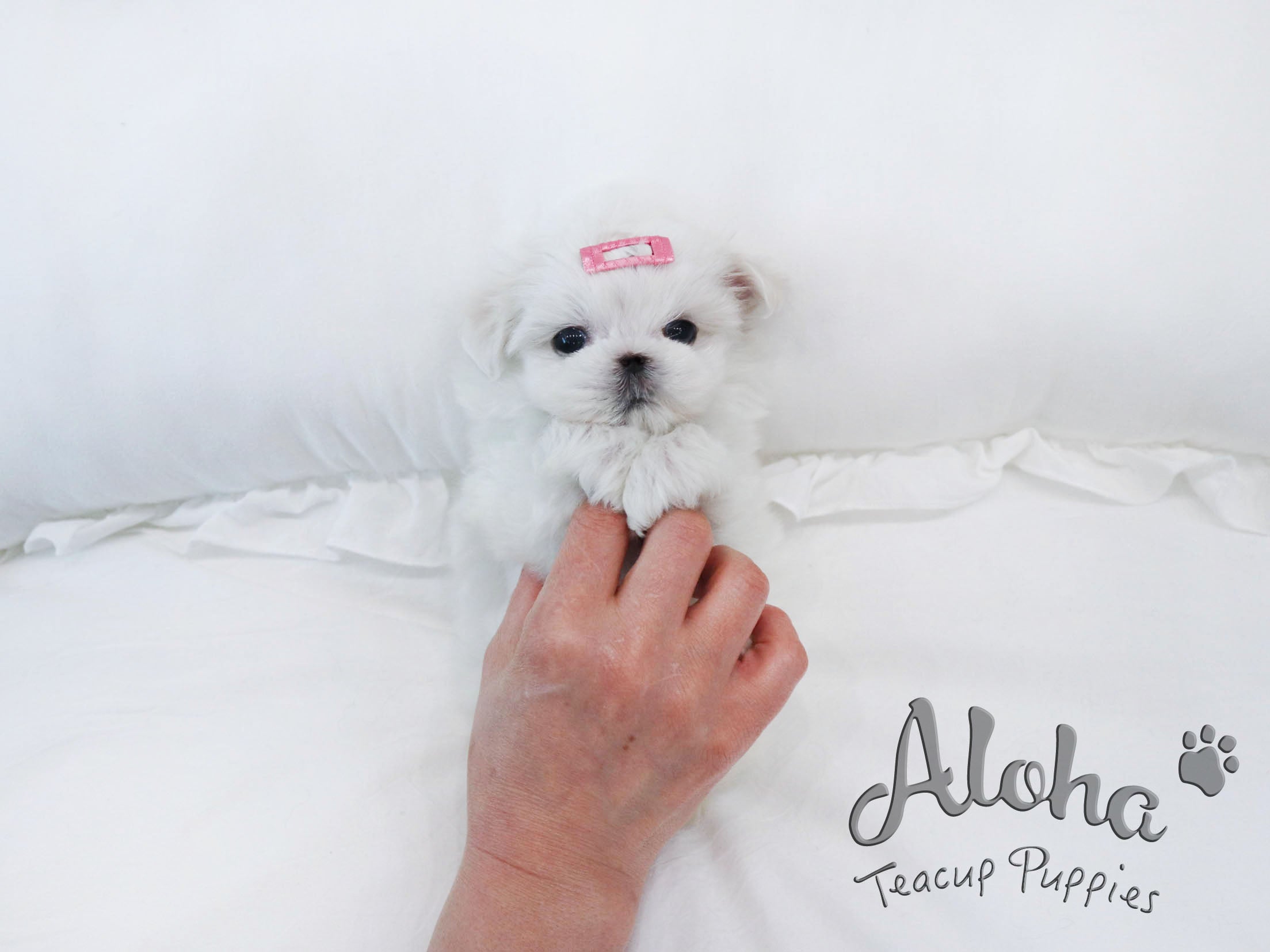 RUDY [TEACUP MALTESE]