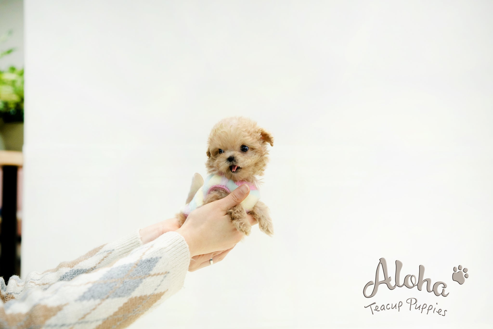 Isaac [TEACUP MALTIPOO]