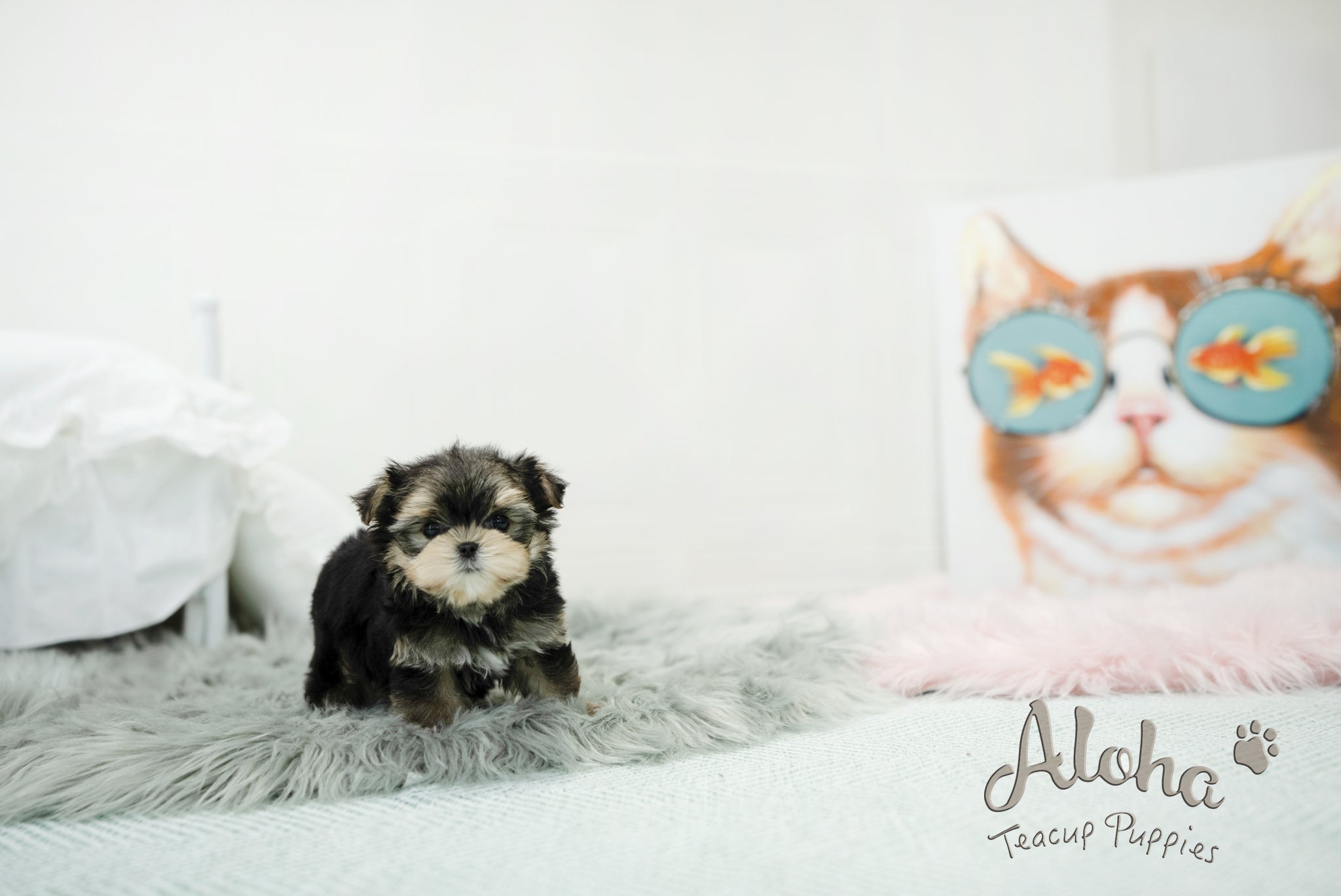 Oliver [TEACUP morkie]
