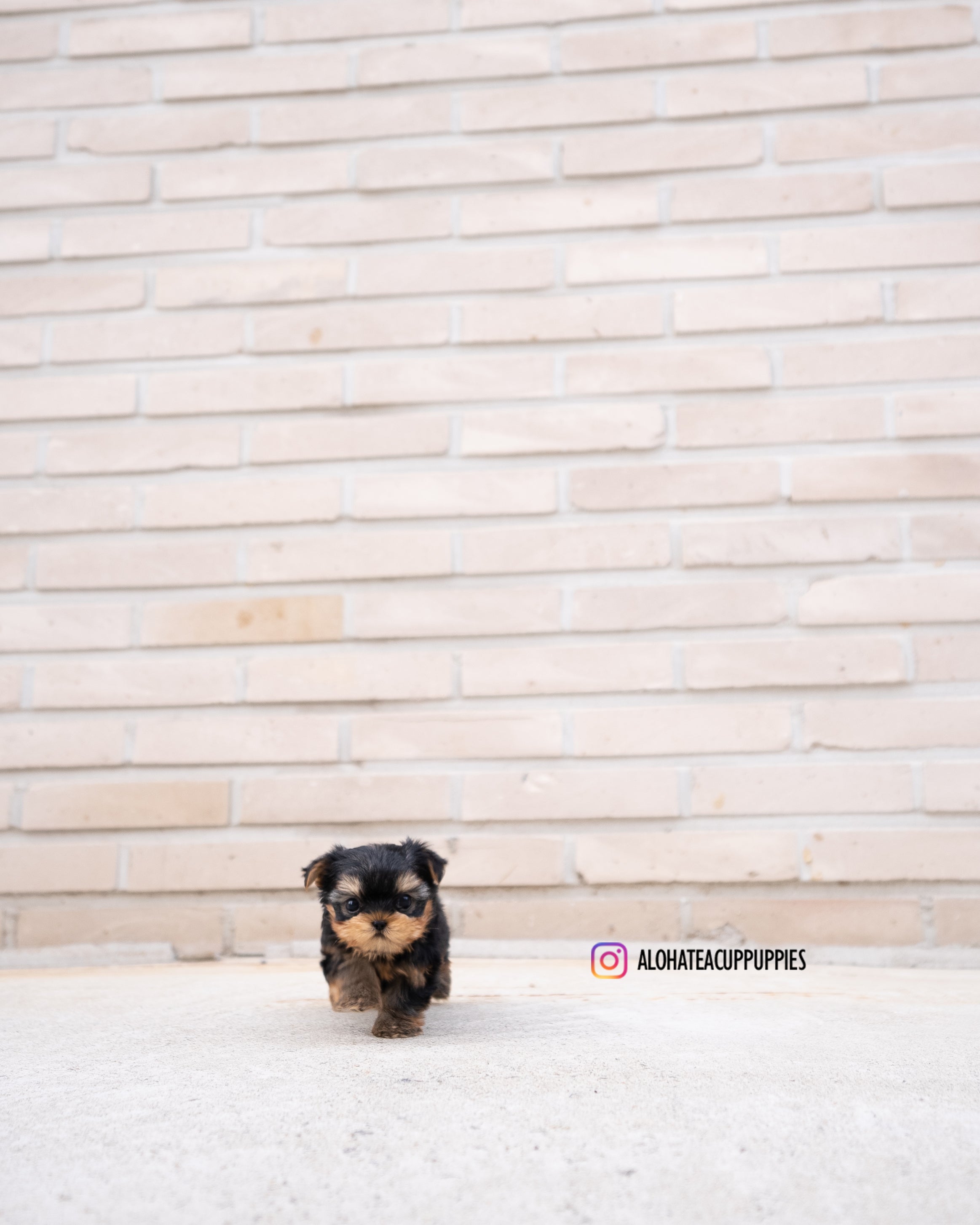 Charlotte [TEACUP YORKIE]