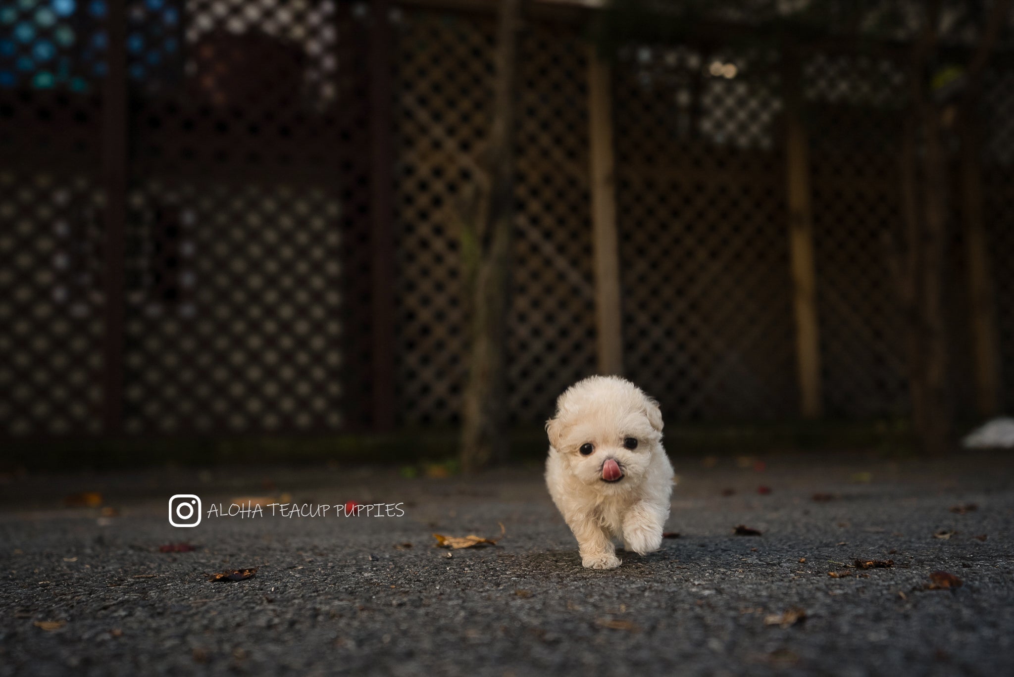Mila [TEACUP Maltipoo]