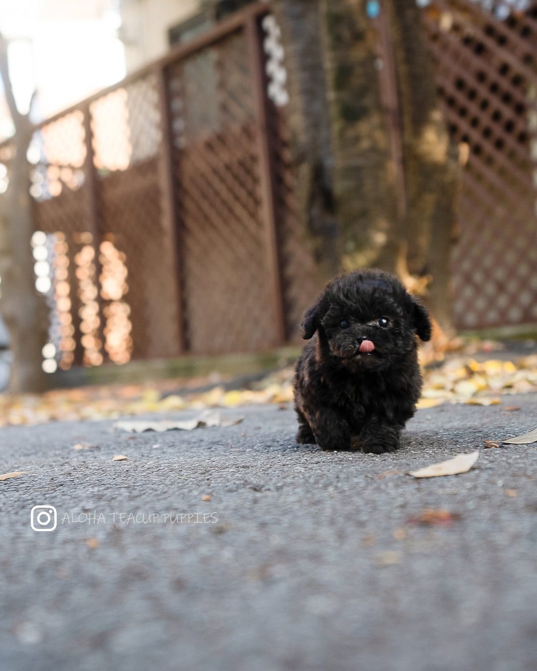 Lon [TEACUP POODLE]