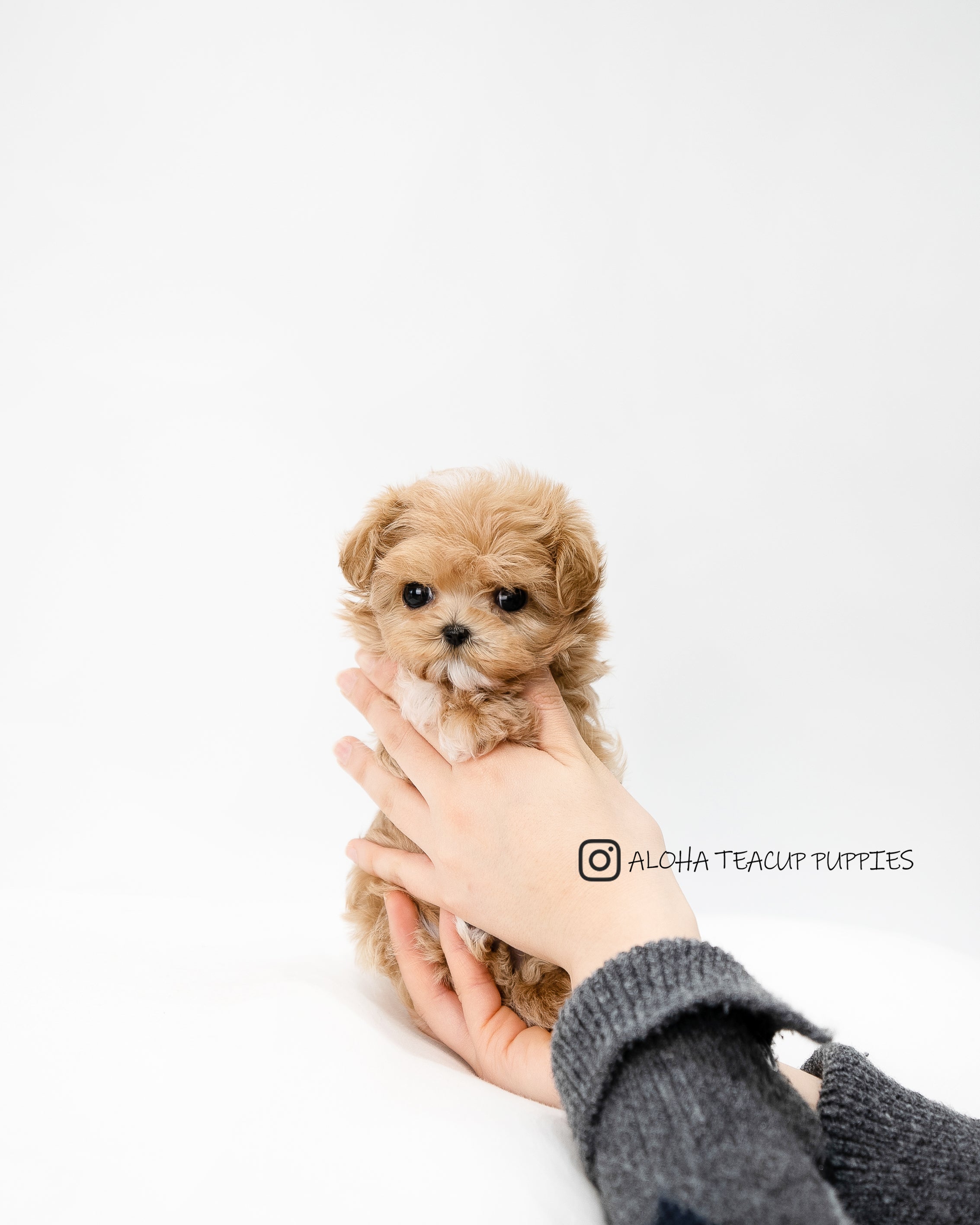 Riley [MALTIPOO DE TAMAÑO PEQUEÑO]