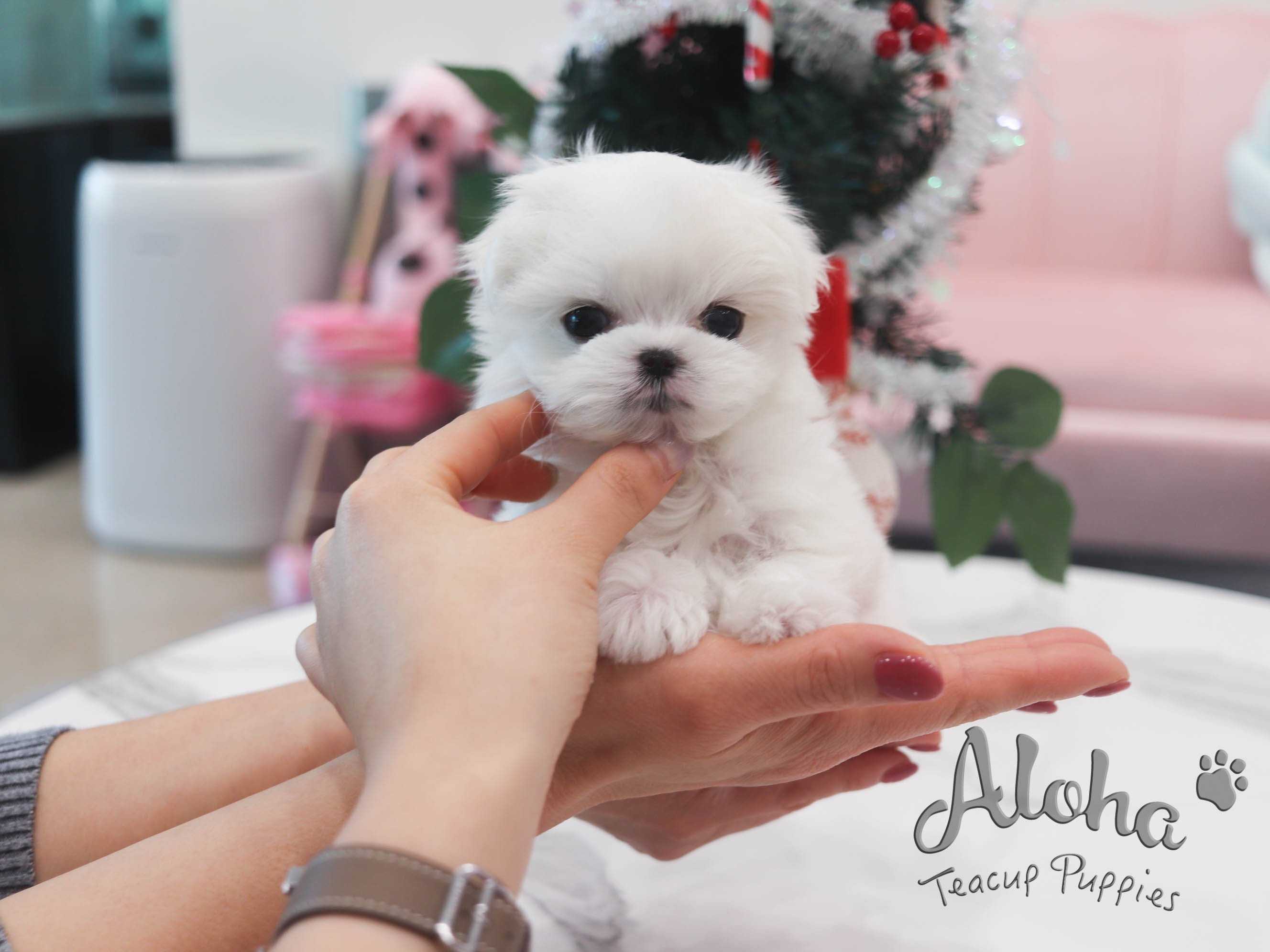 Rudolph [TEACUP Maltese]