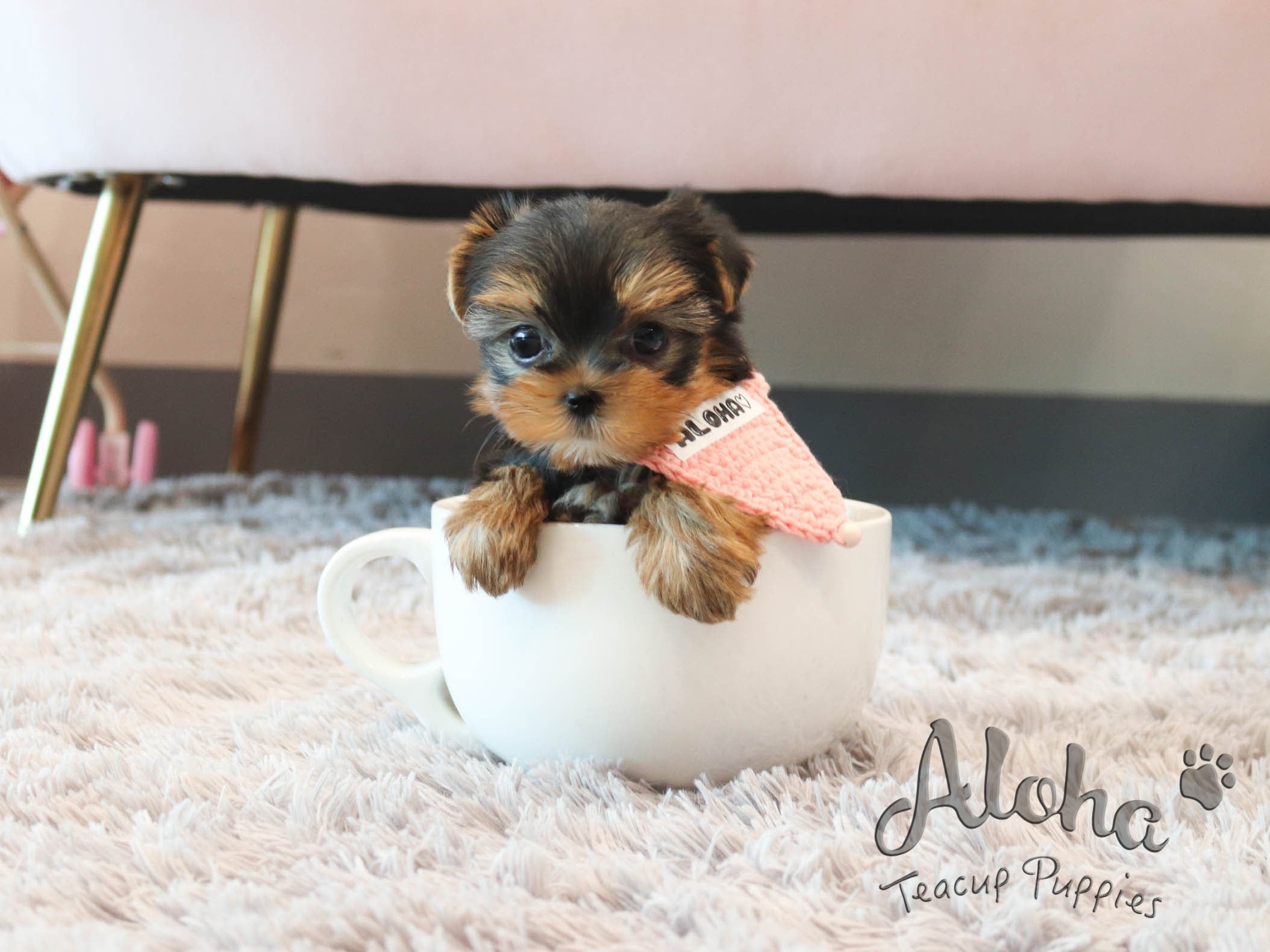 Tiffany [TEACUP Yorkie]