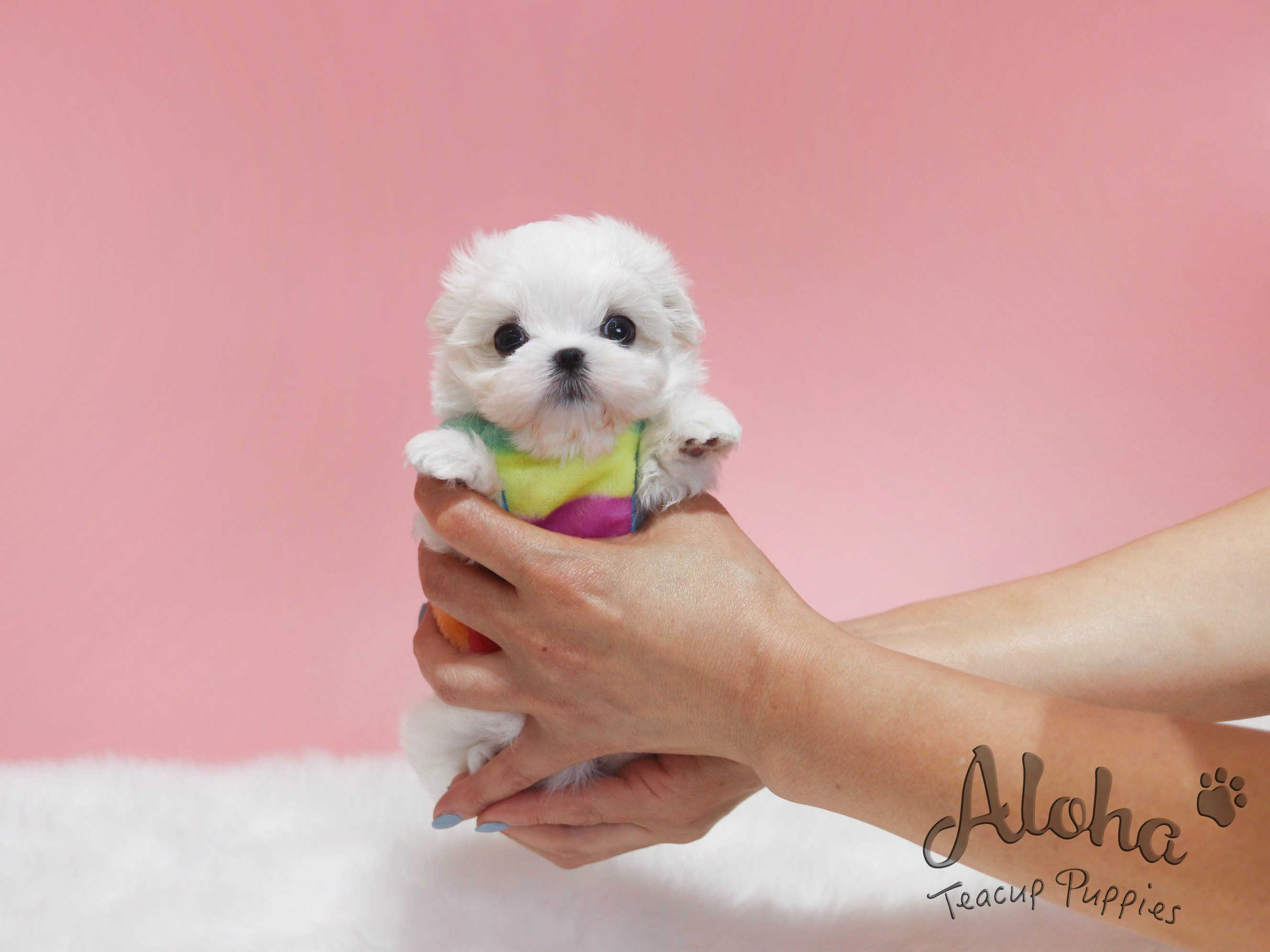 Bubble [TEACUP MALTESE]