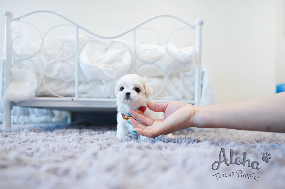 Lily [TEACUP MALTESE]
