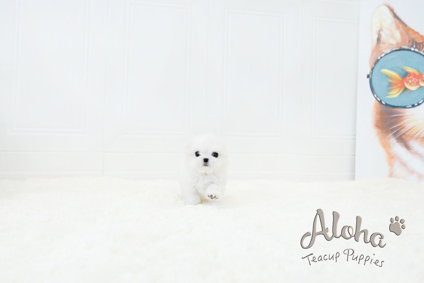 WOODY [TEACUP MALTESE]
