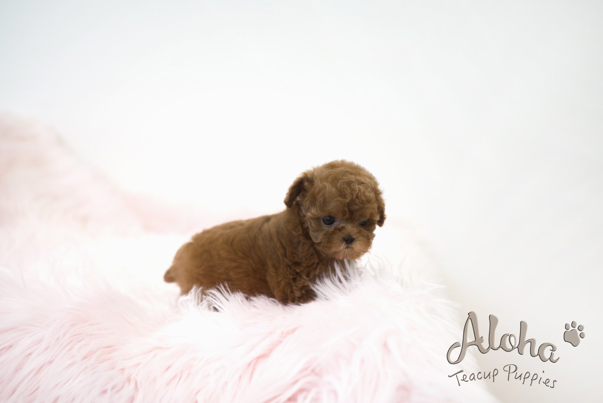 Lizzy [TEACUP POODLE]