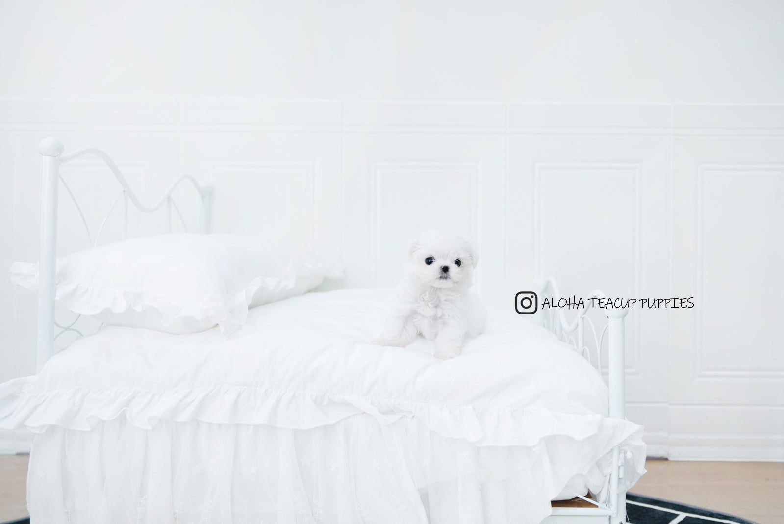 Asher [TEACUP MALTESE]