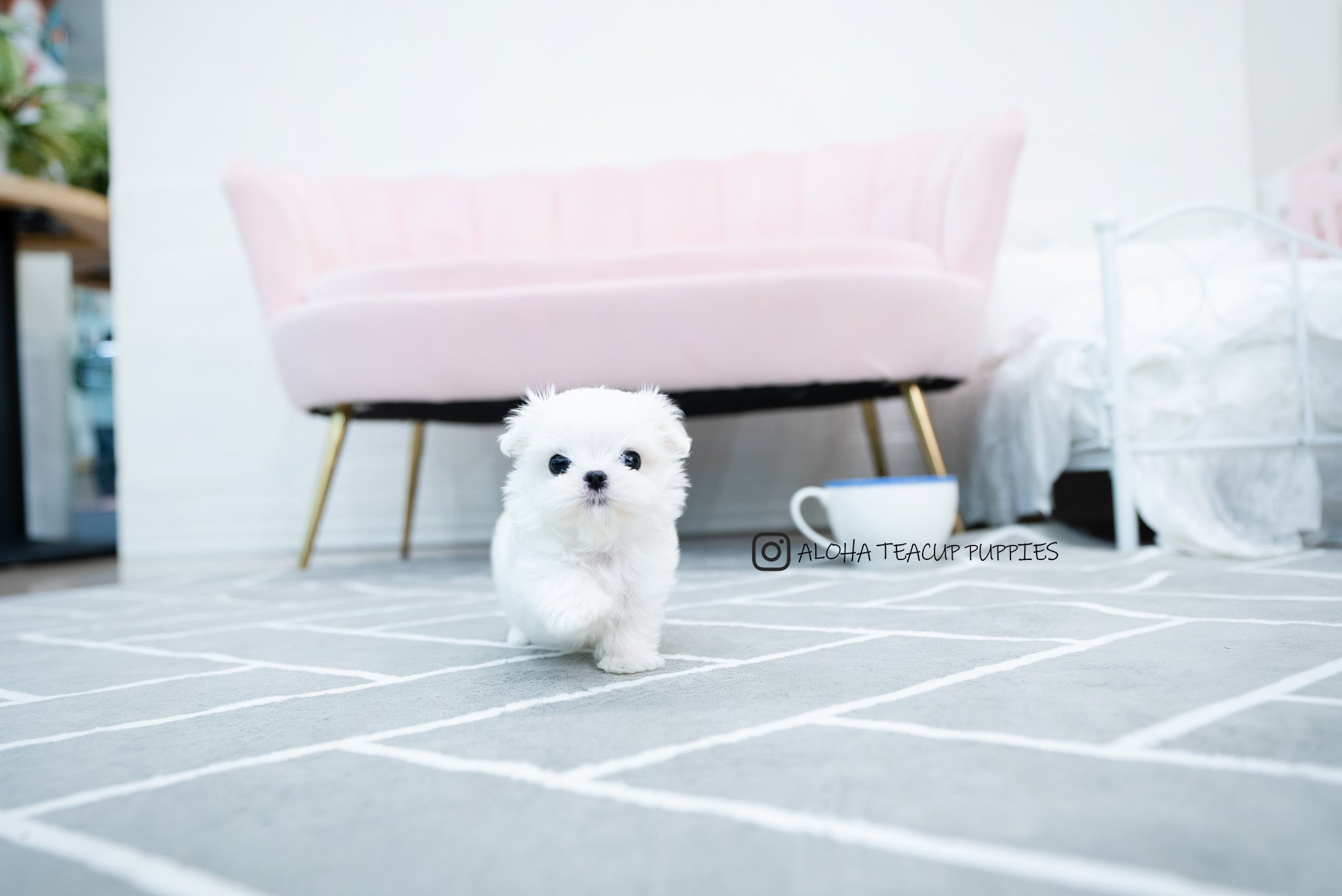 Tayo [TEACUP MALTESE]