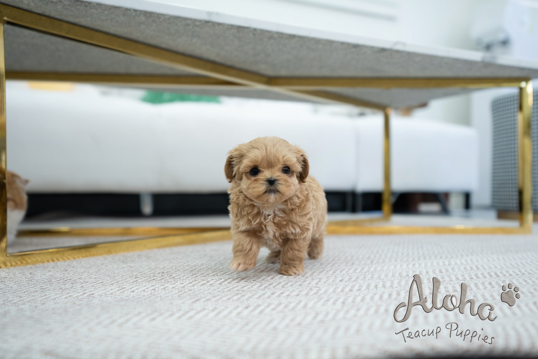 Coiln [TEACUP MALTIPOO]