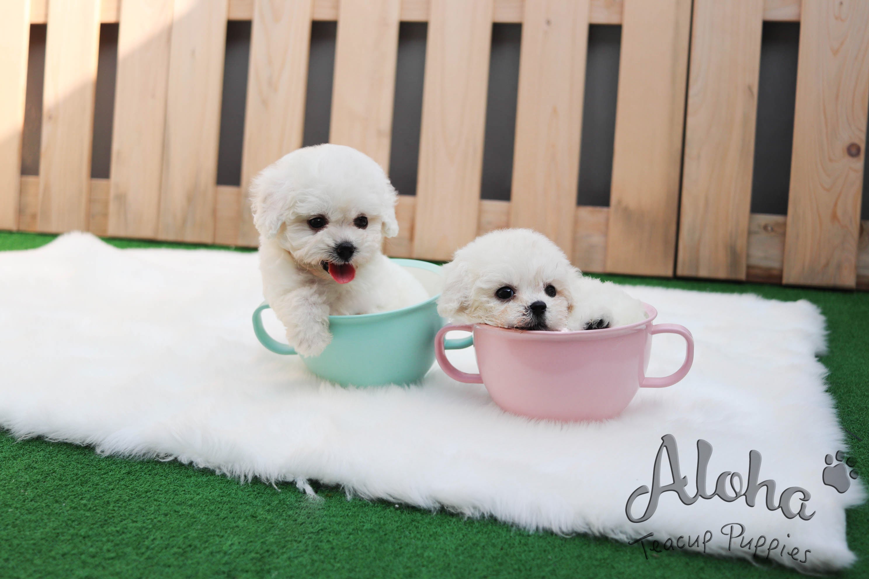Sold to Jax, Tango [Teacup Bichon]