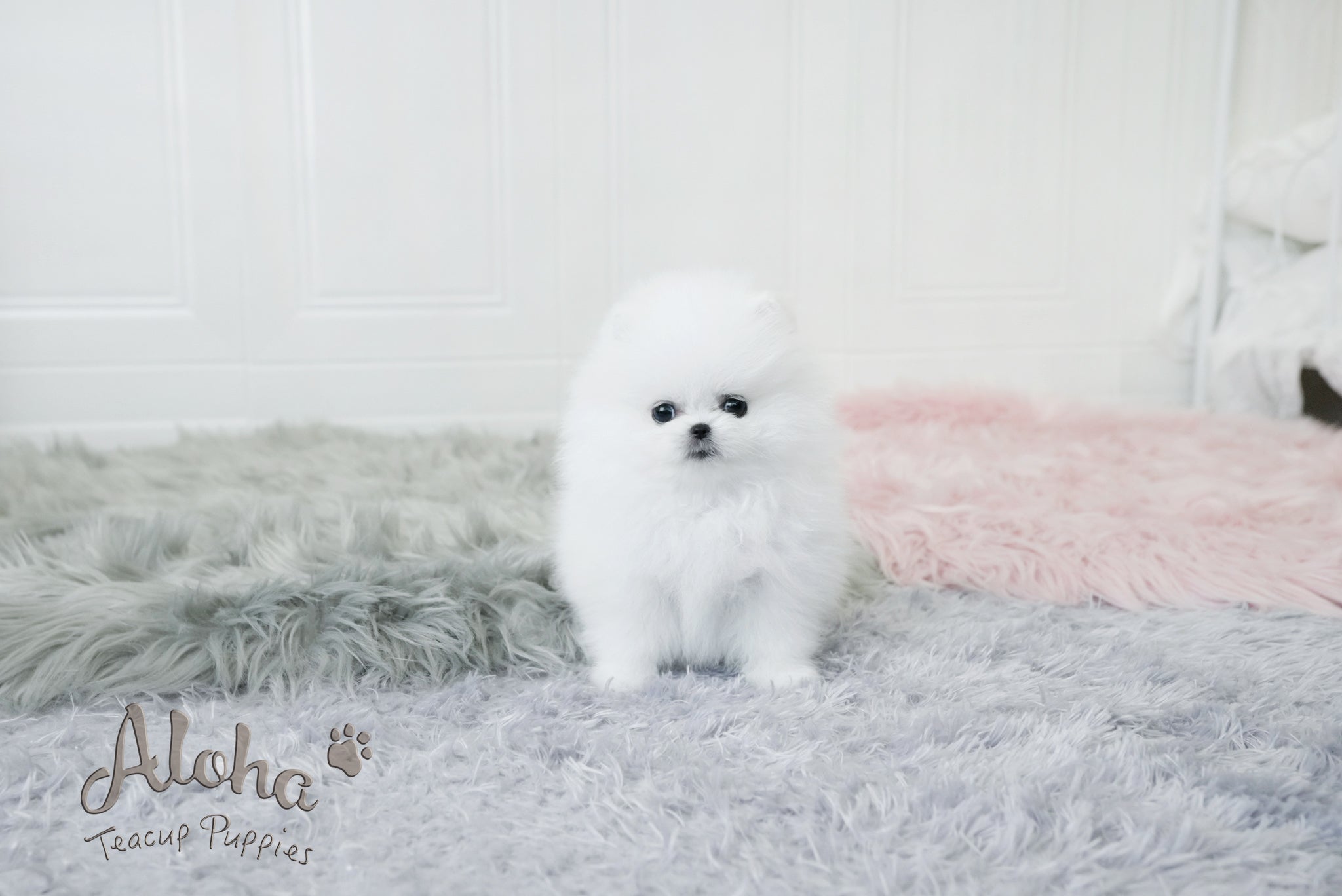 Dior [TEACUP POMERANIAN]