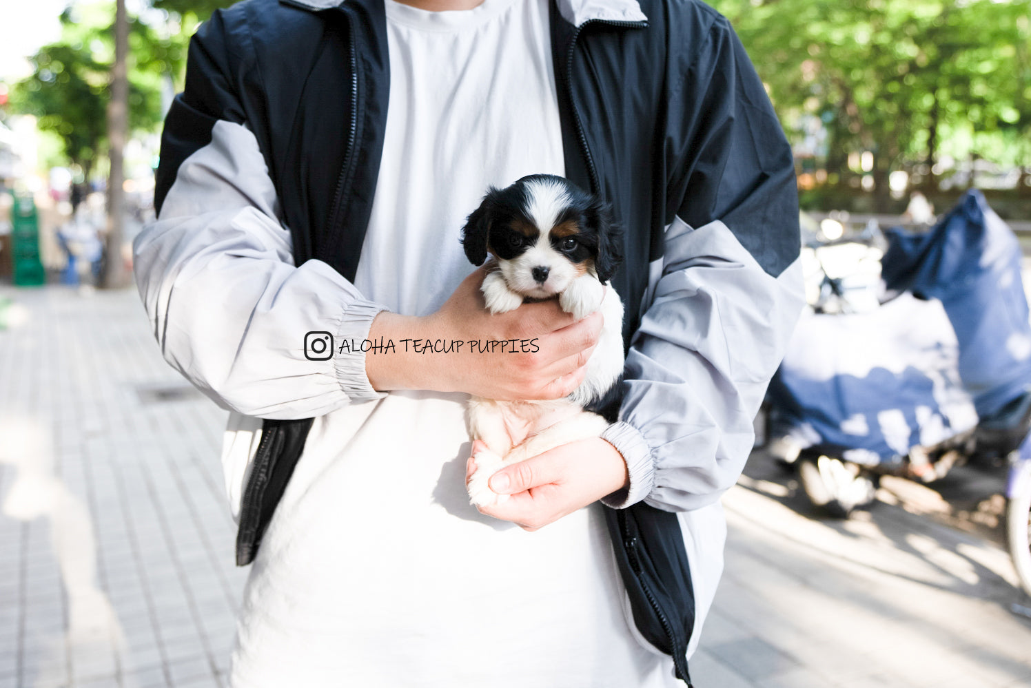 Charlotte [Mini King Charles Spaniel]