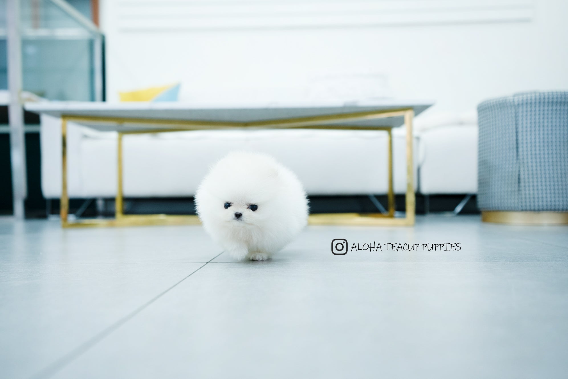 Bono [TEACUP POMERANIAN]