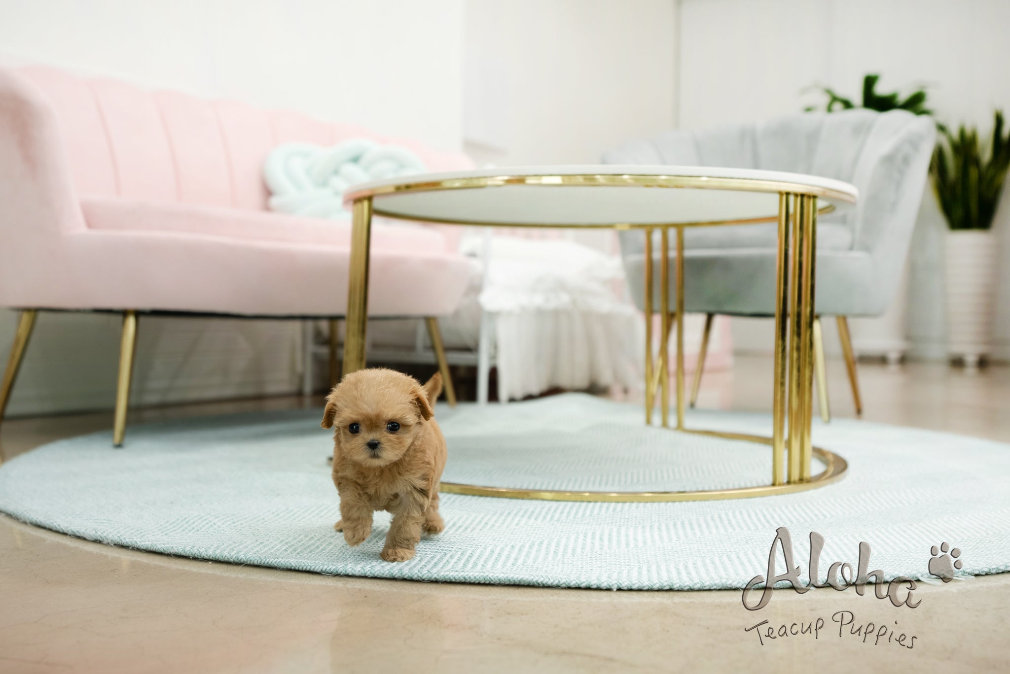 Mabel [TEACUP MALTIPOO]
