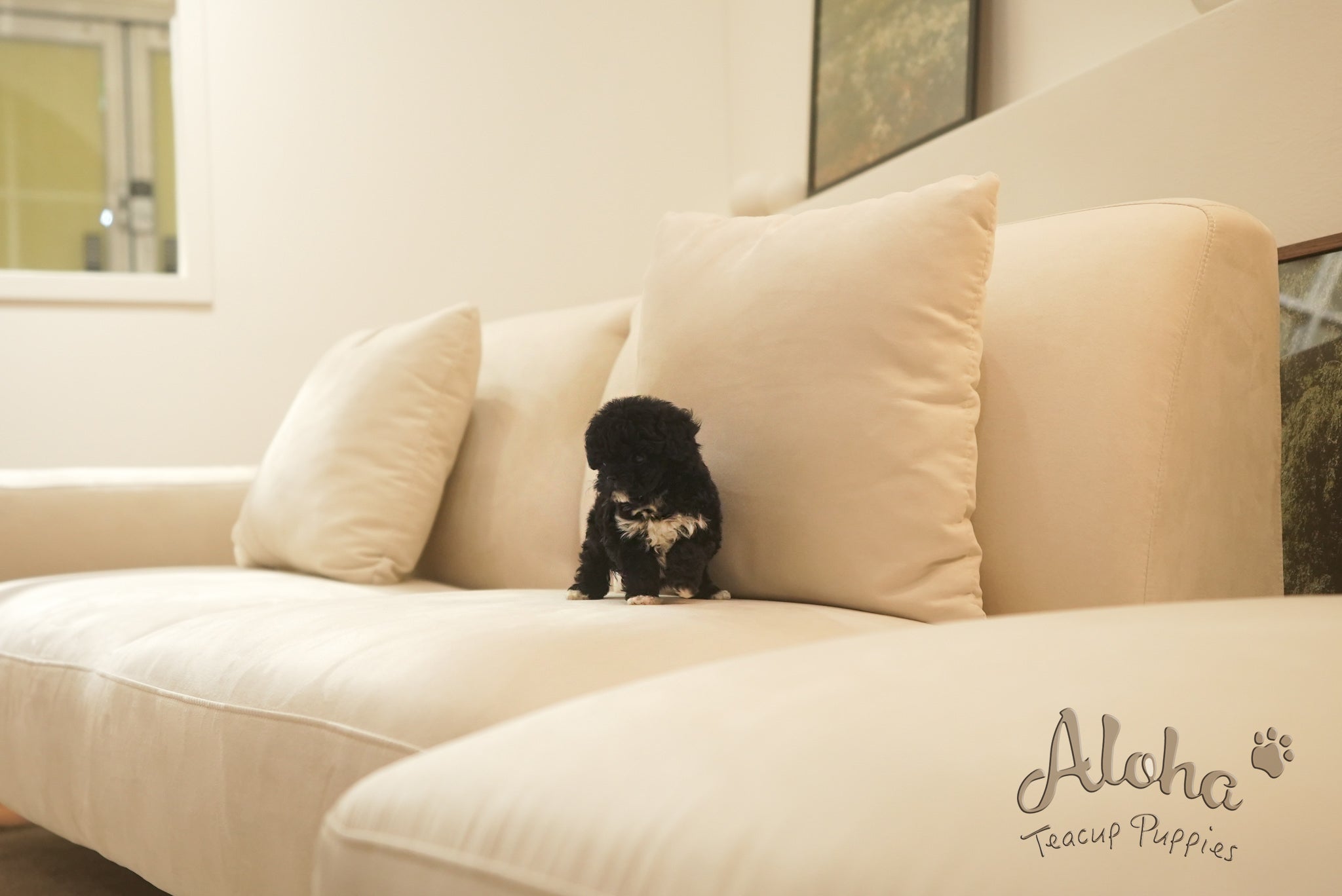 Remi [TEACUP POODLE]
