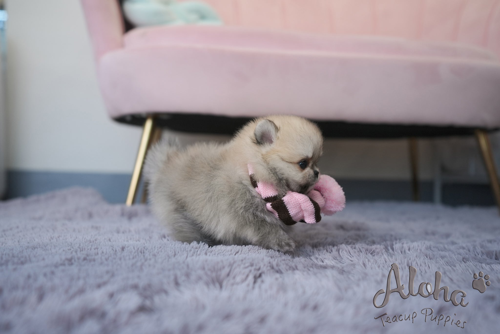 Benji [TEACUP POMERANIAN]