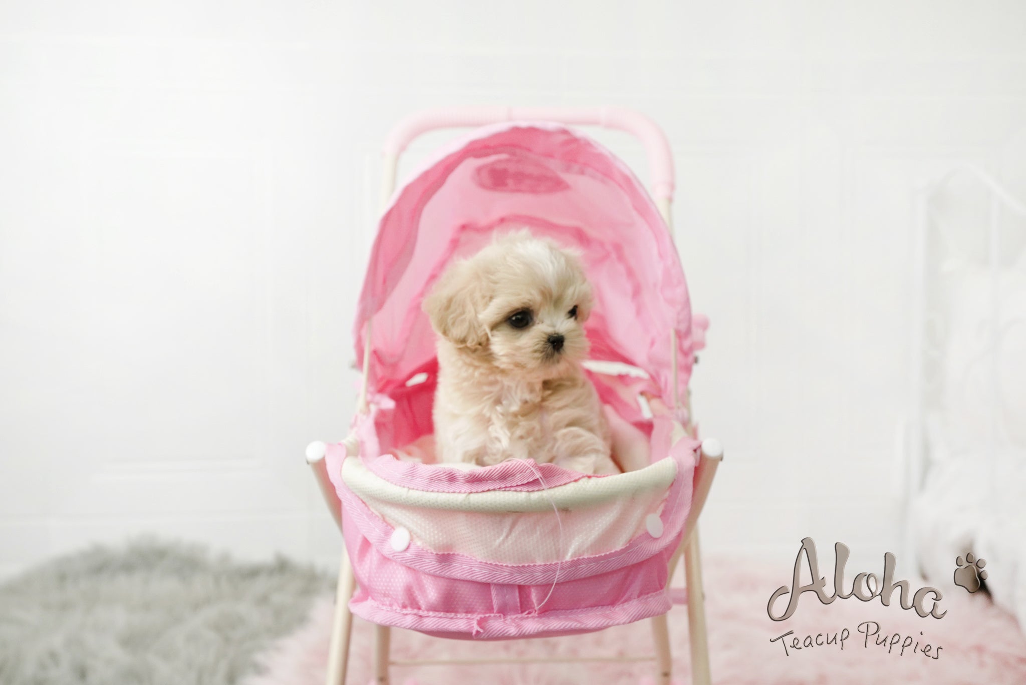 Ann [TEACUP MALTIPOO]