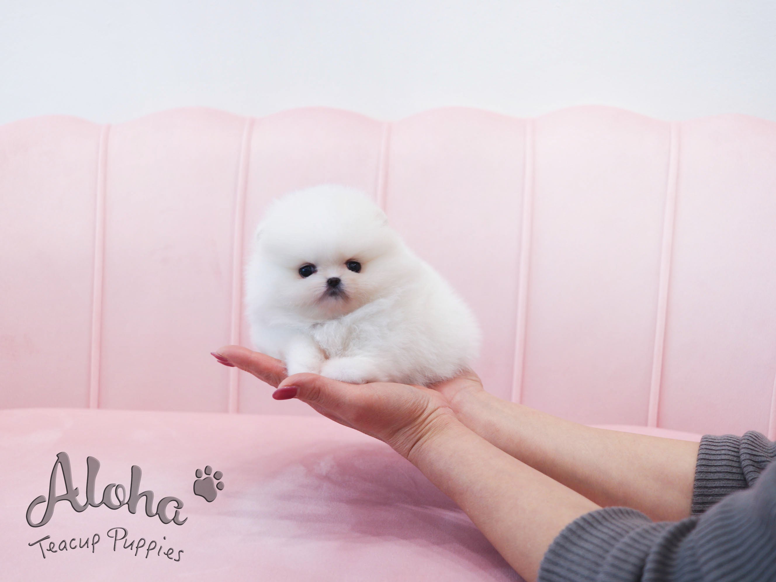May [TEACUP POMERANIAN]